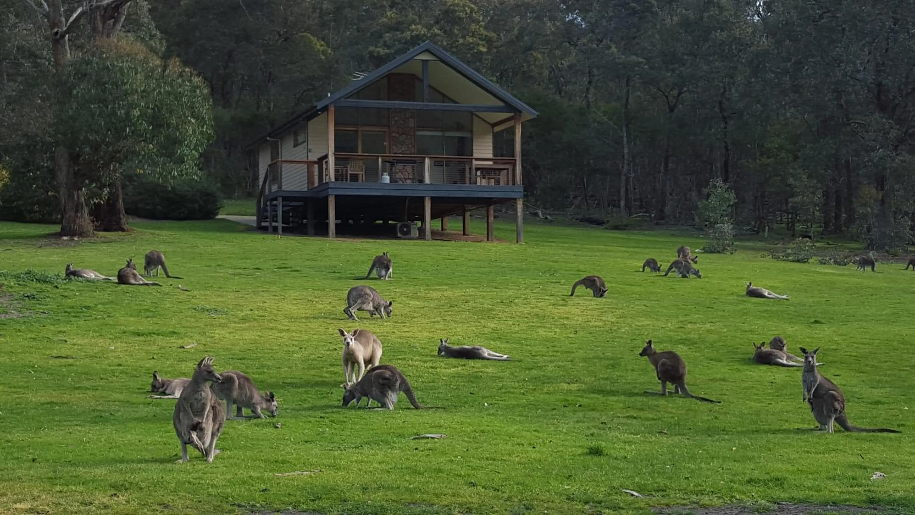 Restaurant/places to eat in Yering Gorge Cottages