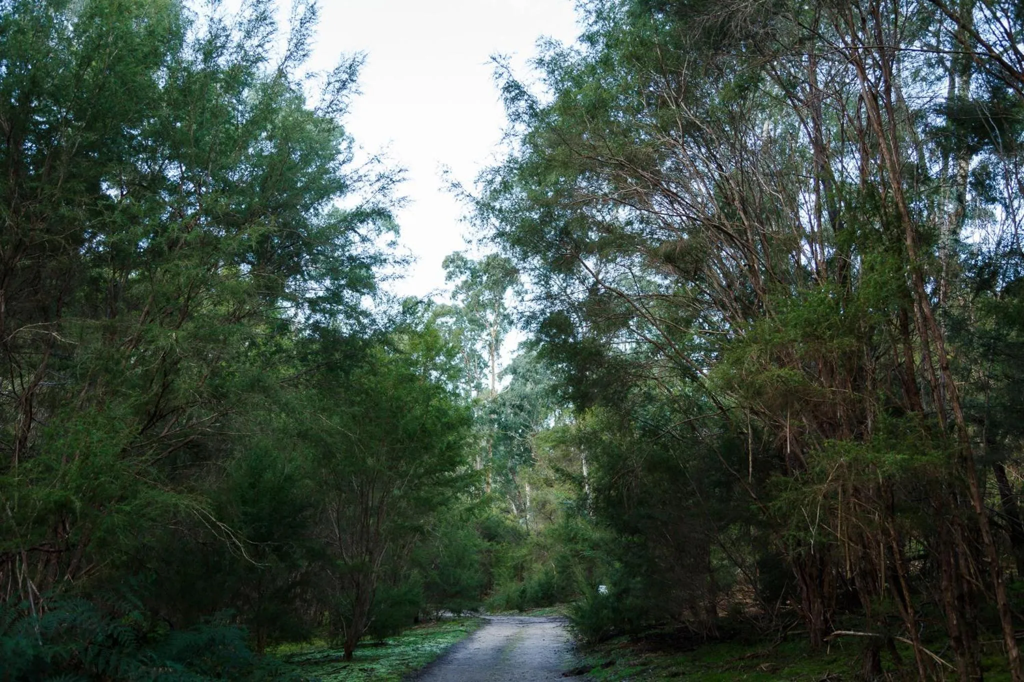 Hiking in Yering Gorge Cottages