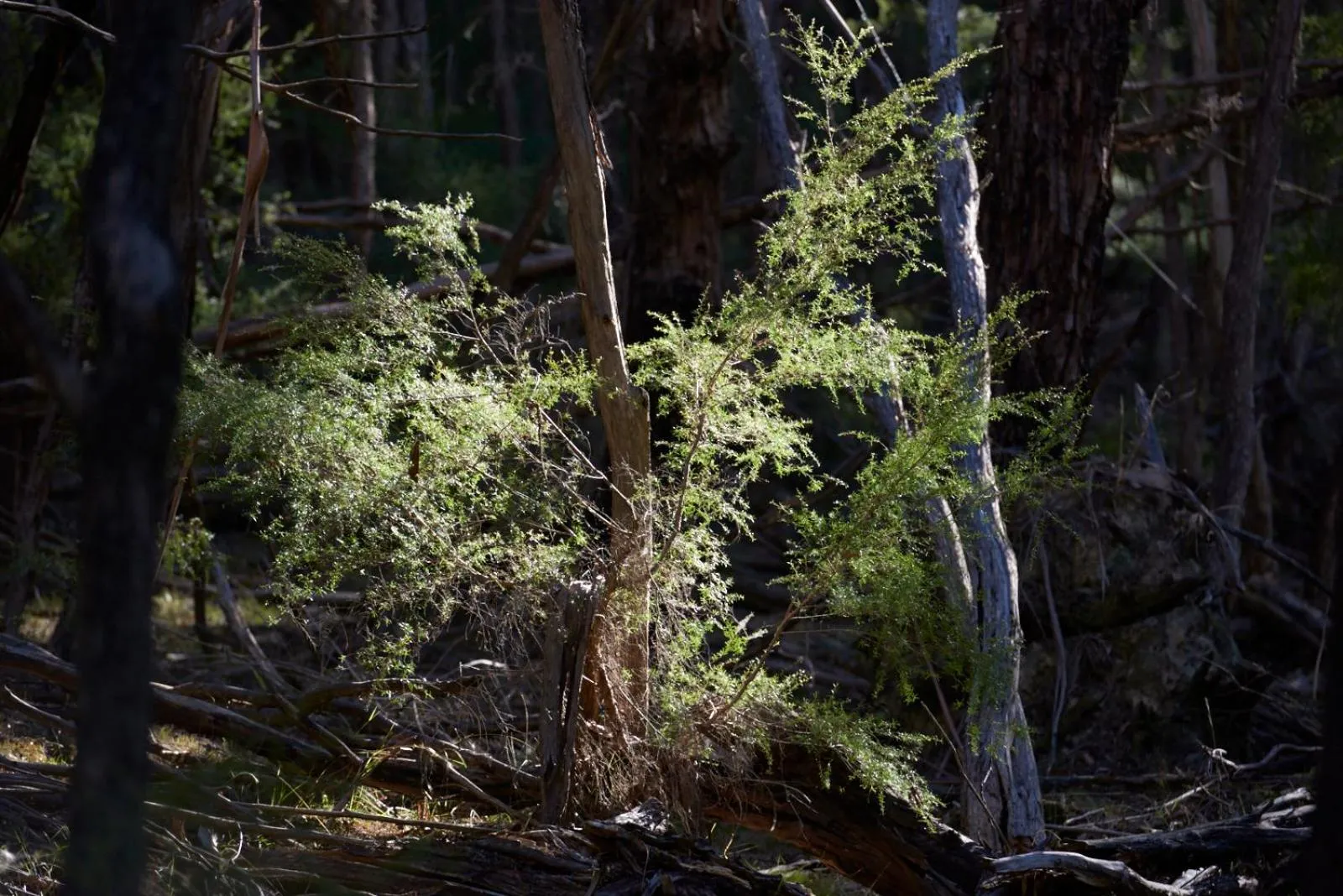 Bird's eye view in Yering Gorge Cottages