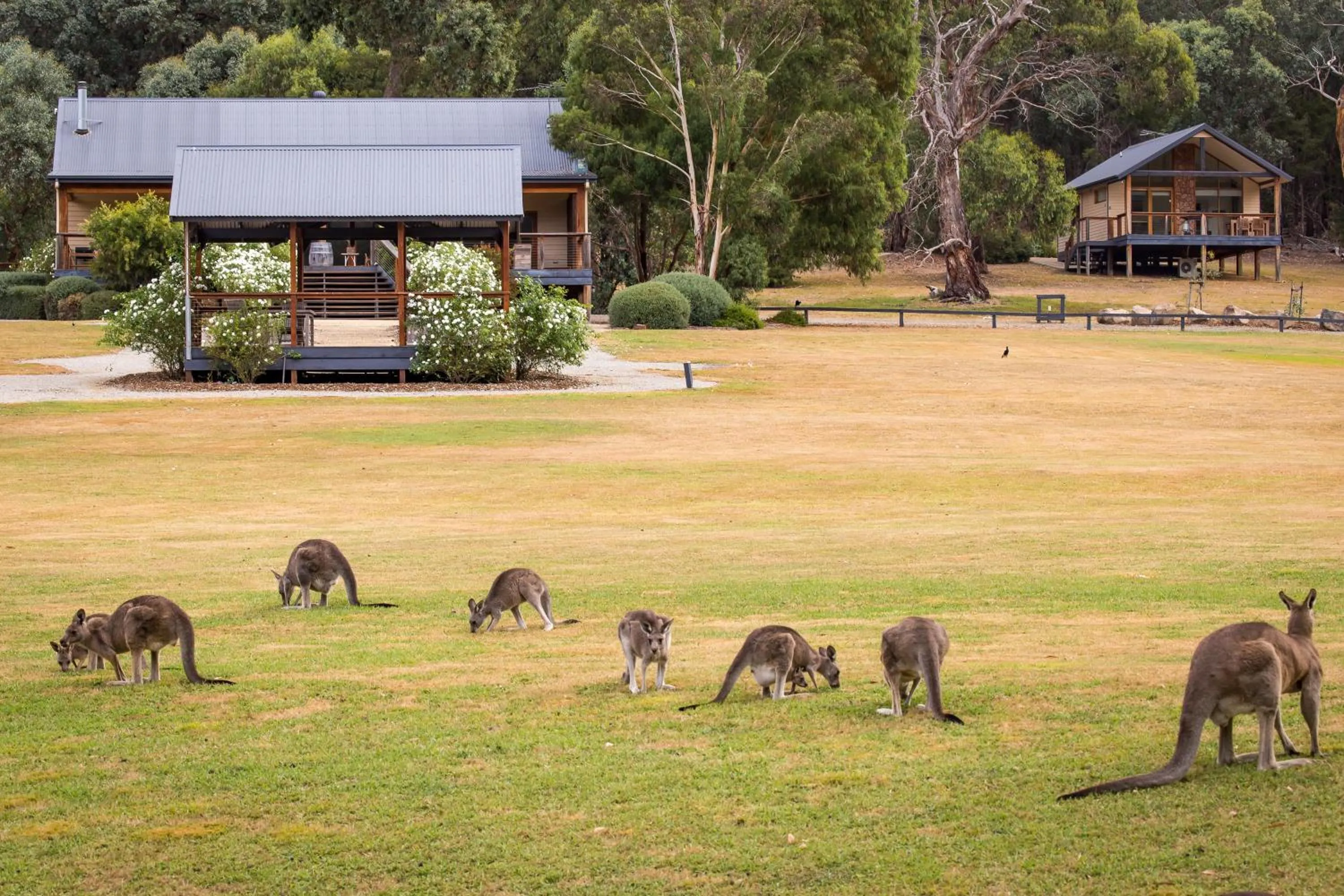 Bird's eye view in Yering Gorge Cottages