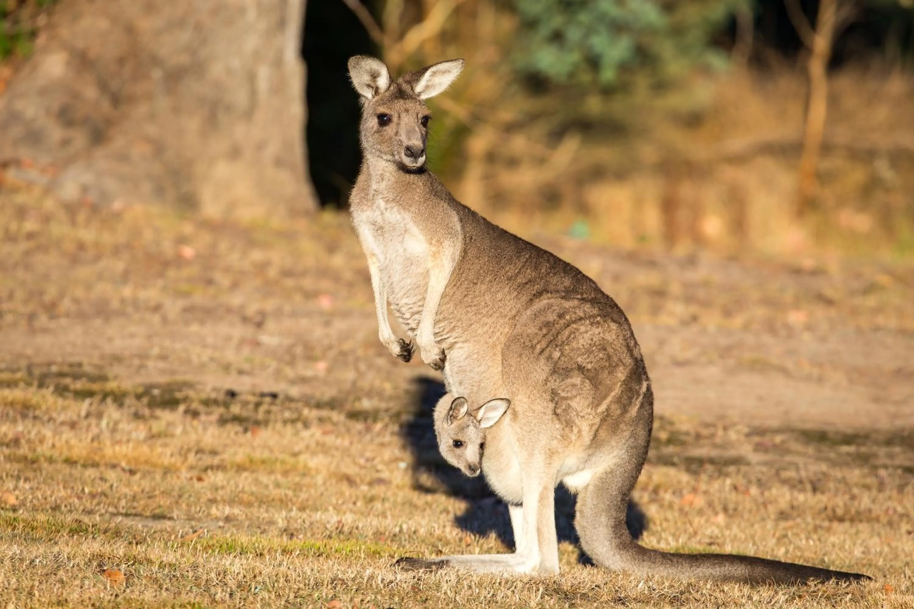Bird's eye view in Yering Gorge Cottages