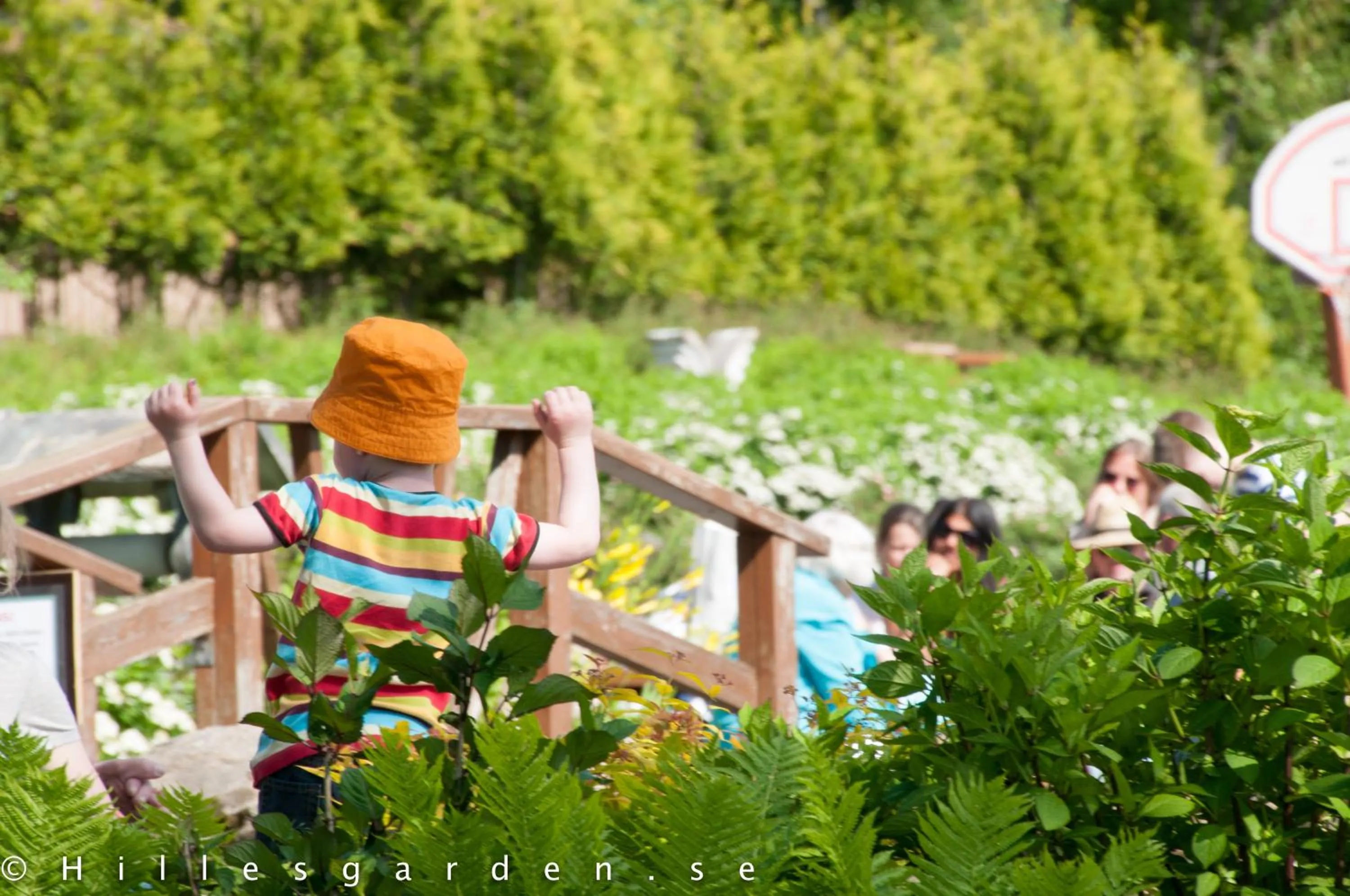 Restaurant/places to eat in Hillesgården