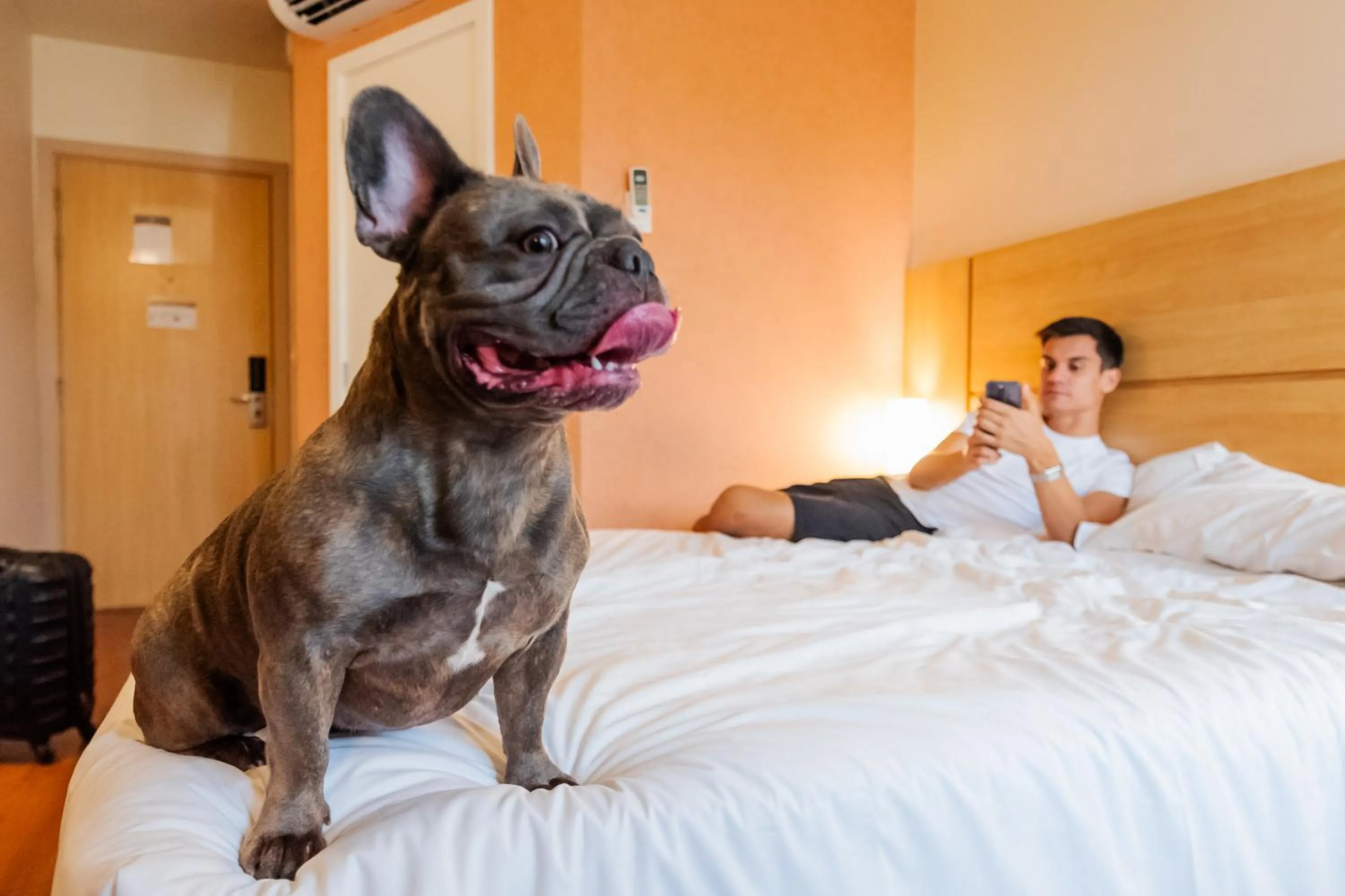 Pets, Bed in ibis Porto Alegre Moinhos de Vento