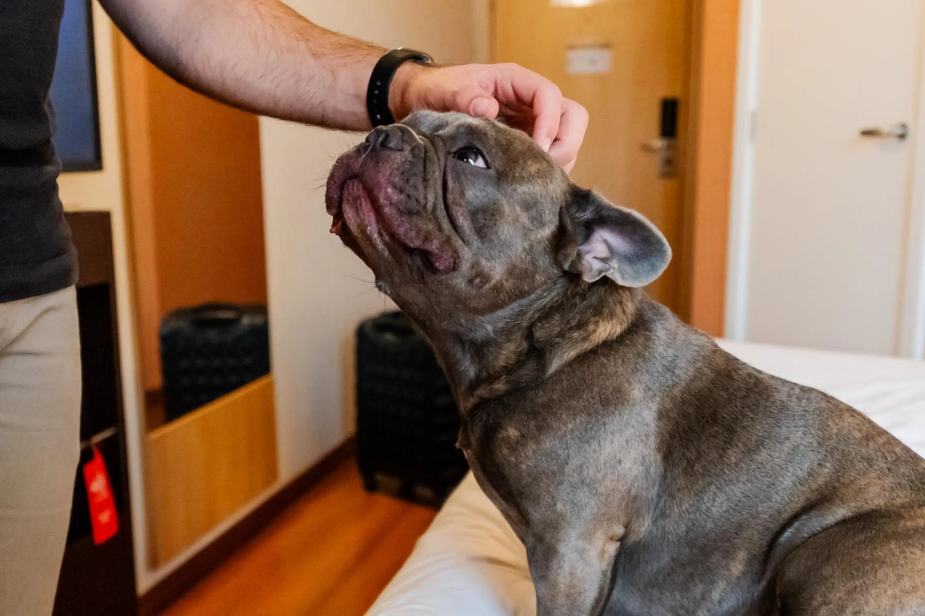 Pets in ibis Porto Alegre Moinhos de Vento