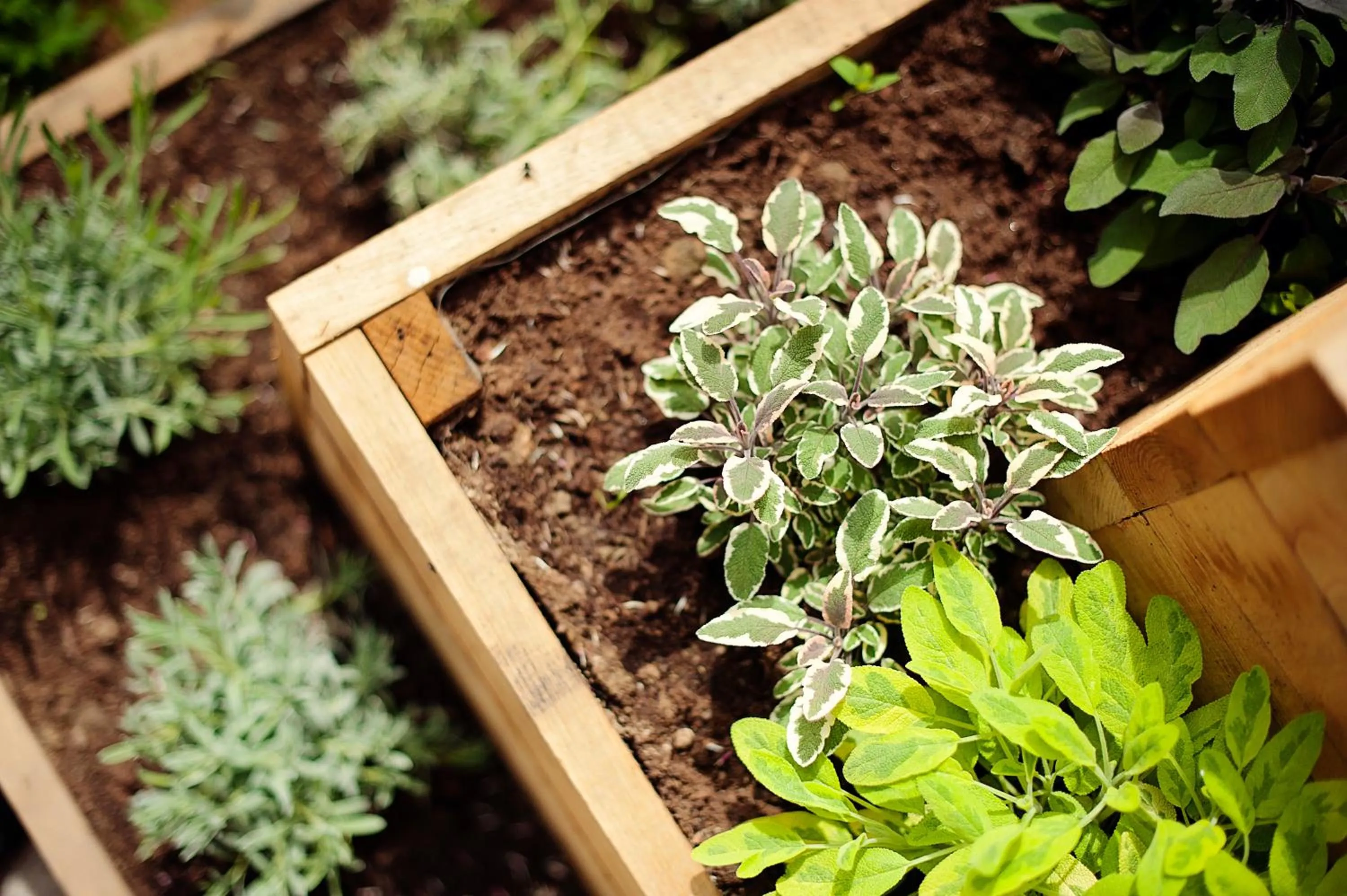 Garden in Hotel Bajt Maribor