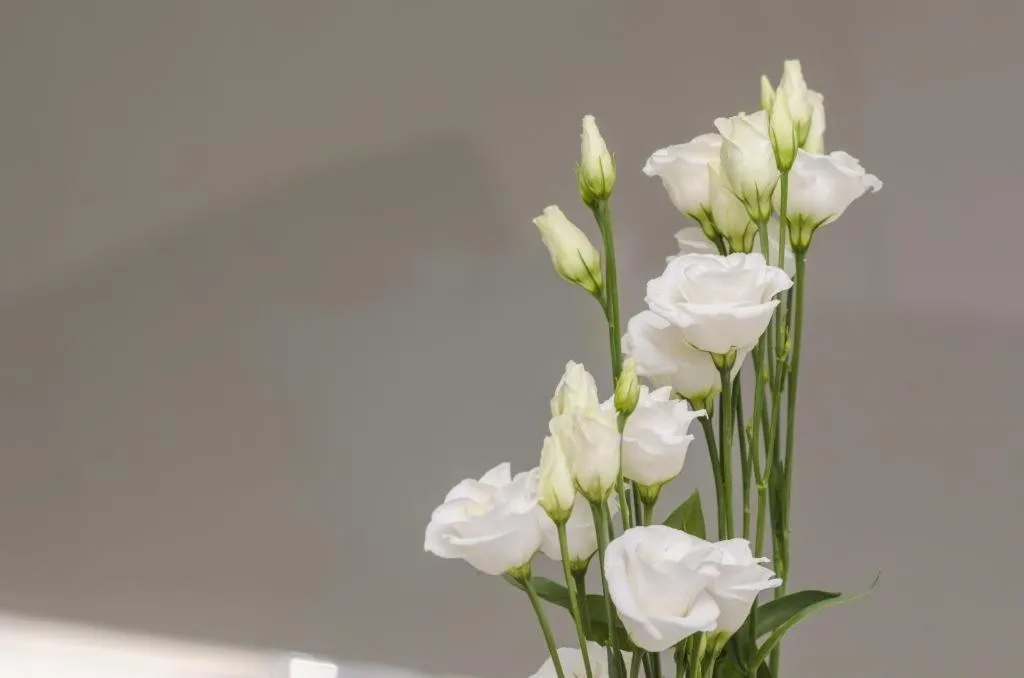 Decorative detail in Apartments ZoomZoom