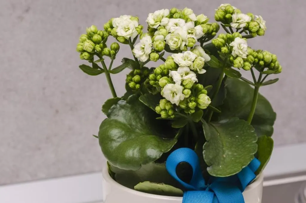 Decorative detail in Apartments ZoomZoom