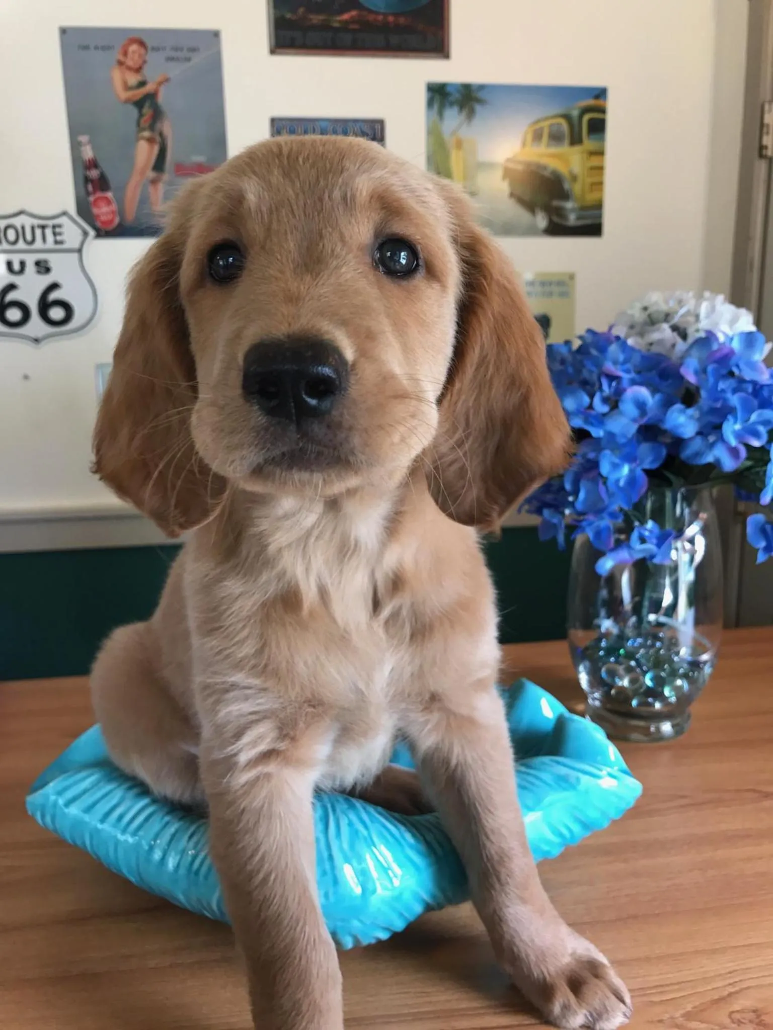 Pets in Steinhatchee River Inn and Marina