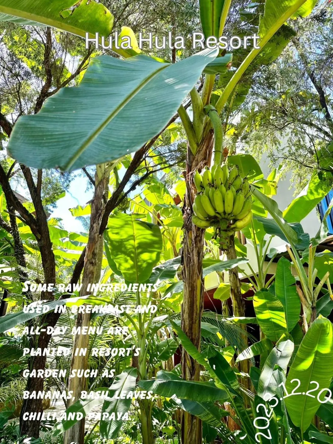 HULA HULA RESORT l truly tropical and fun wellness