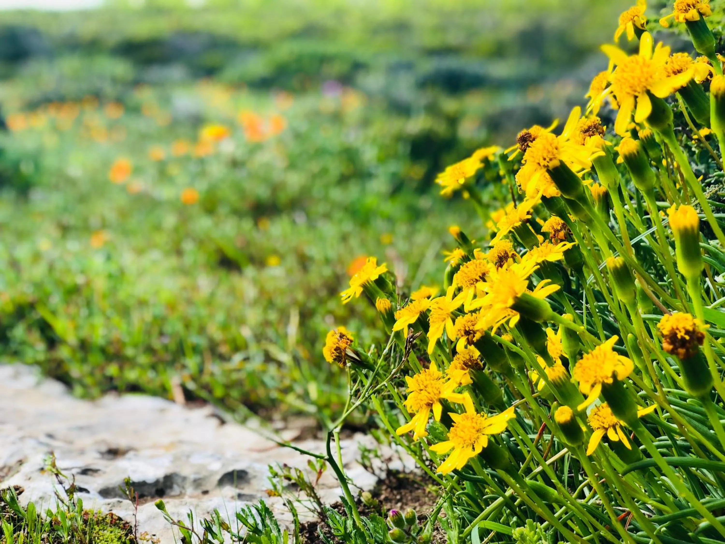Natural landscape in Rooisee