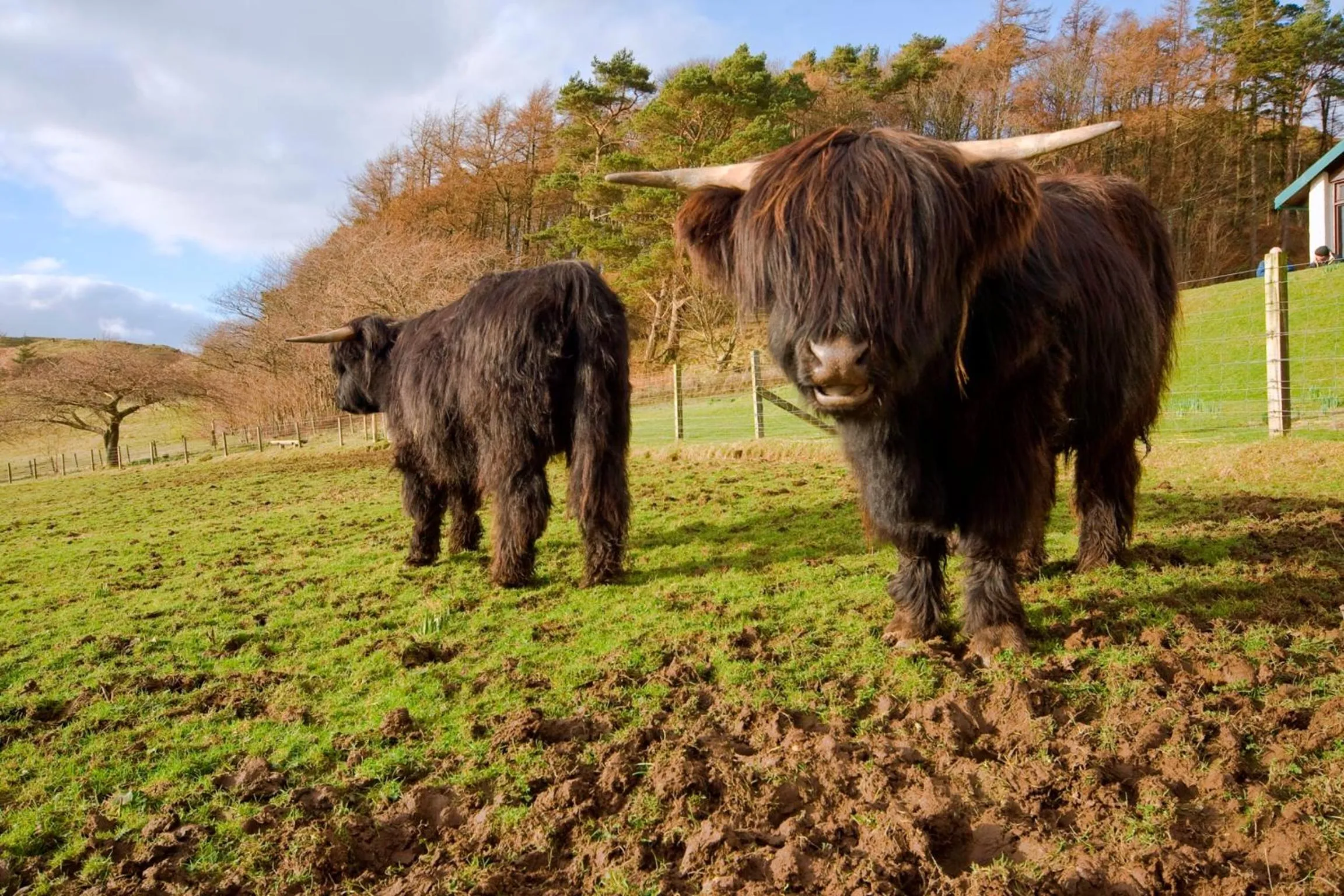 Animals in Loch Melfort Hotel