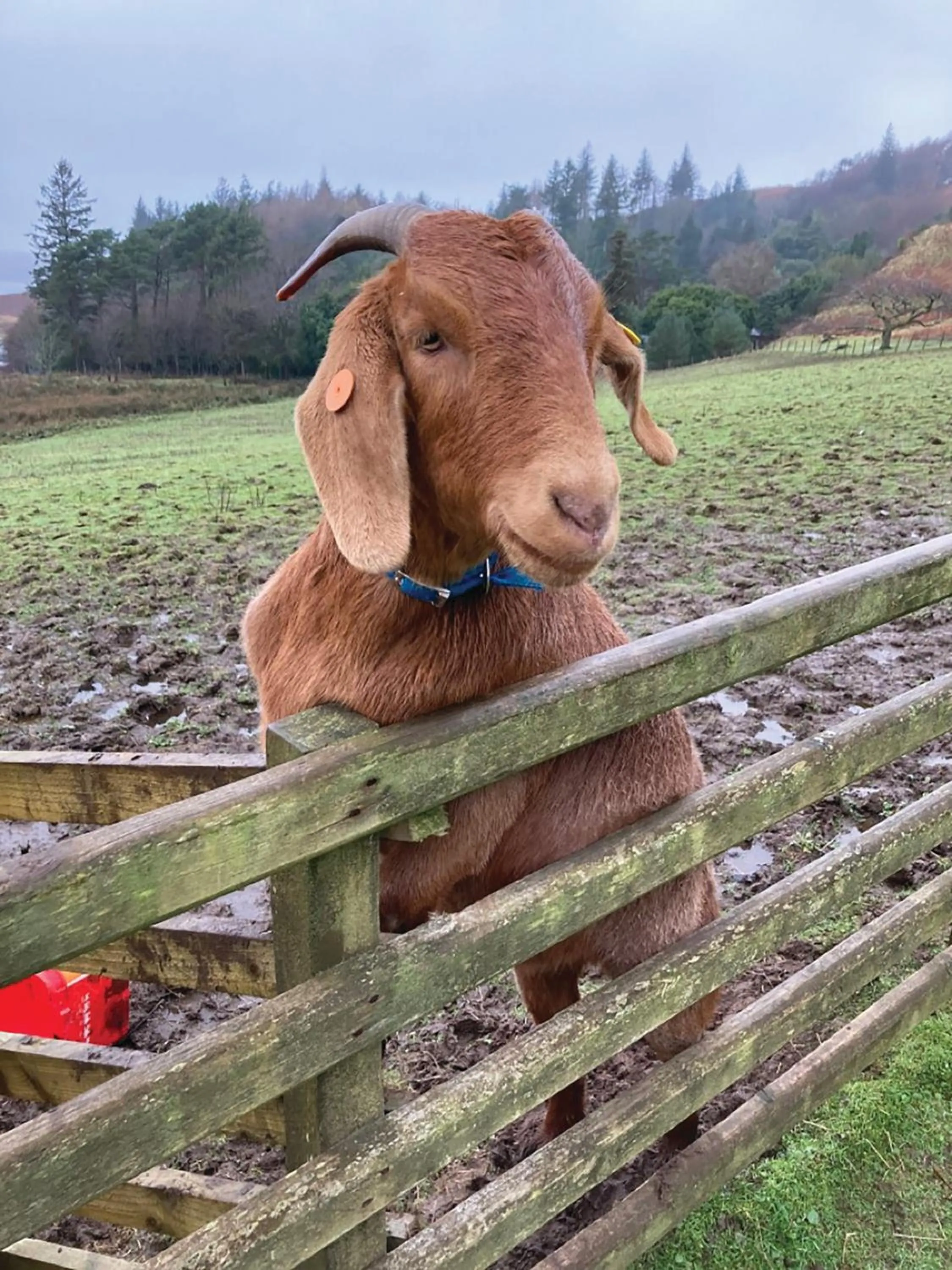Animals in Loch Melfort Hotel