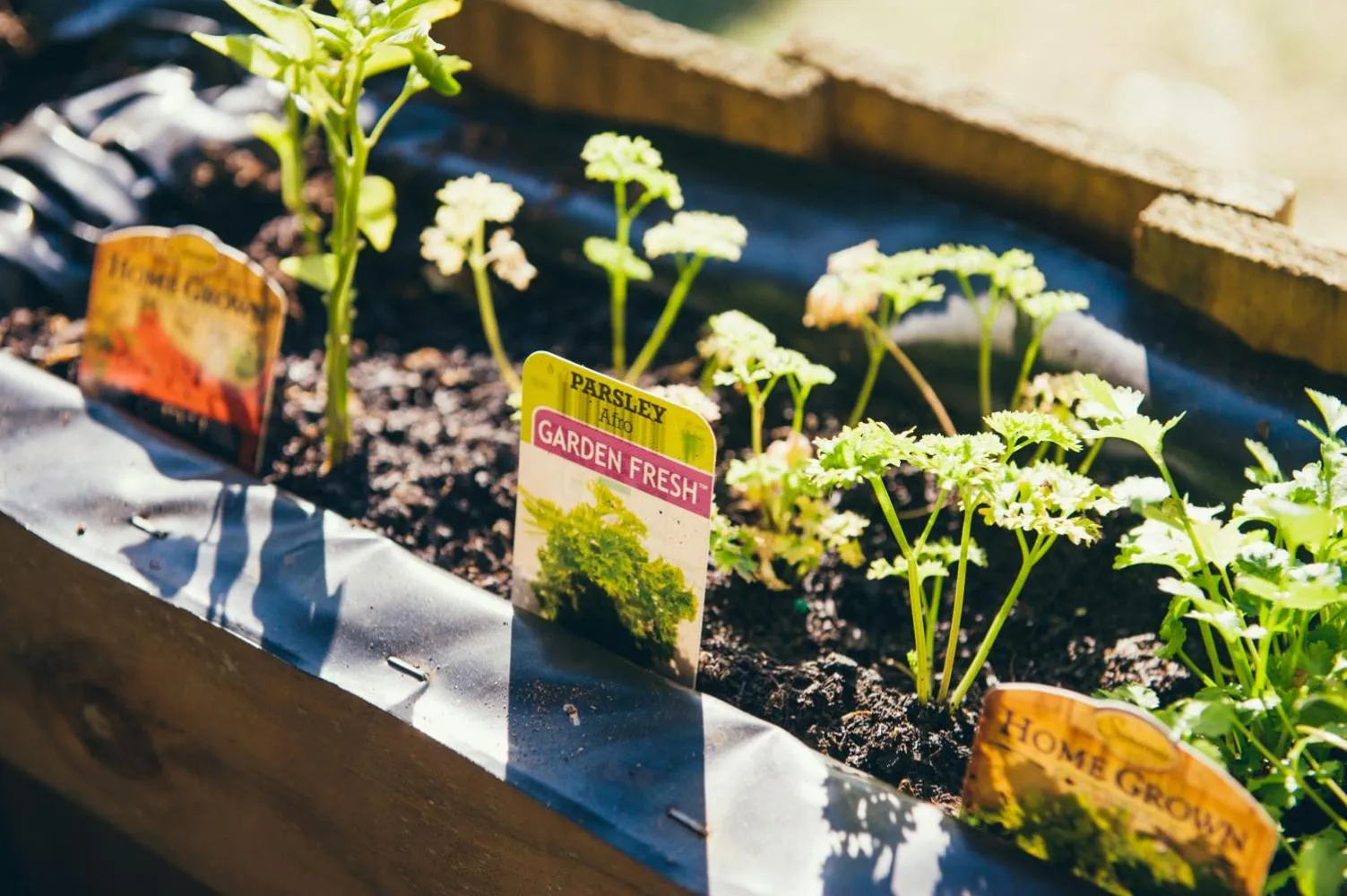 Garden in Horrocks Beach Caravan Park