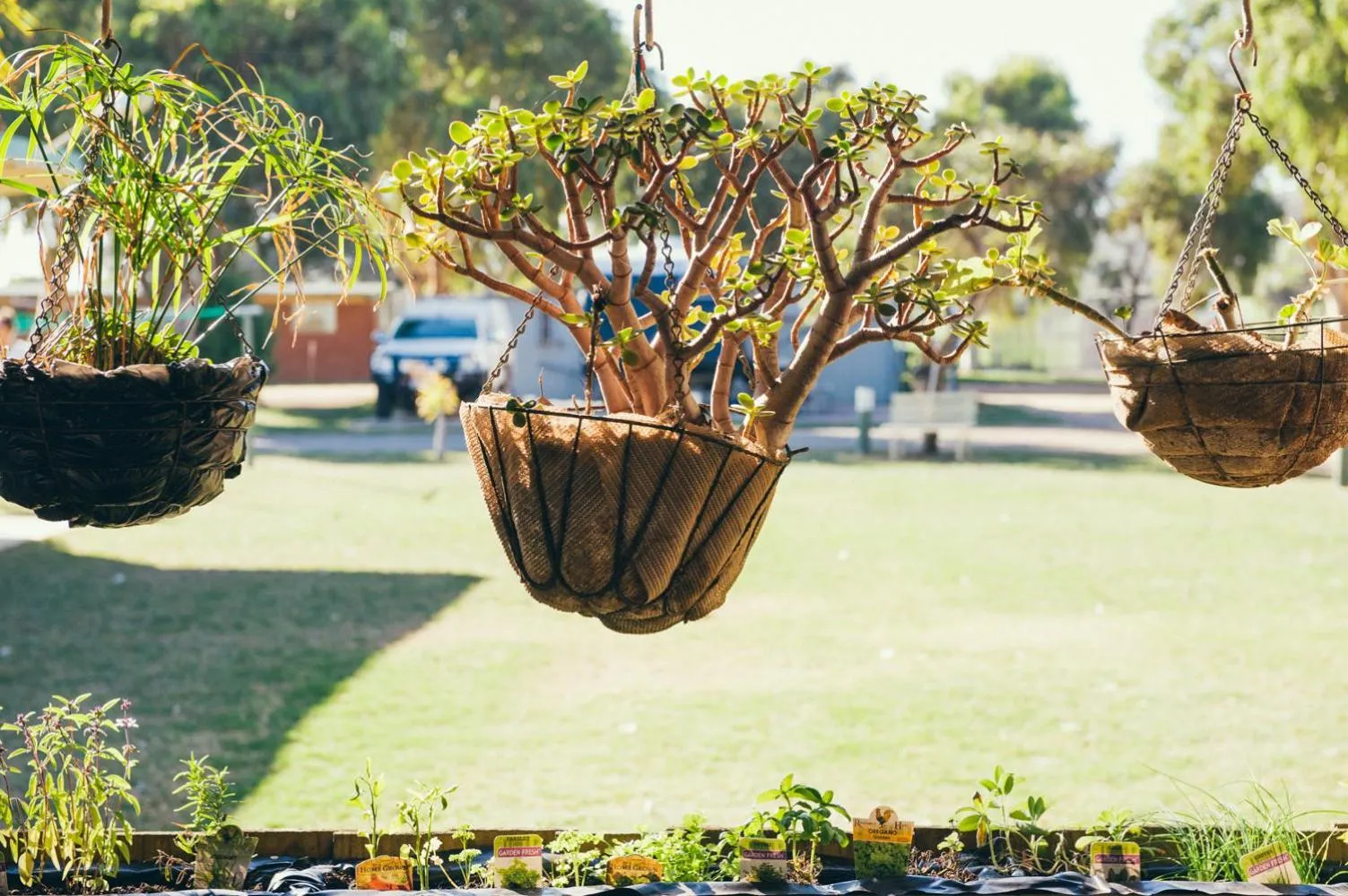 Garden in Horrocks Beach Caravan Park