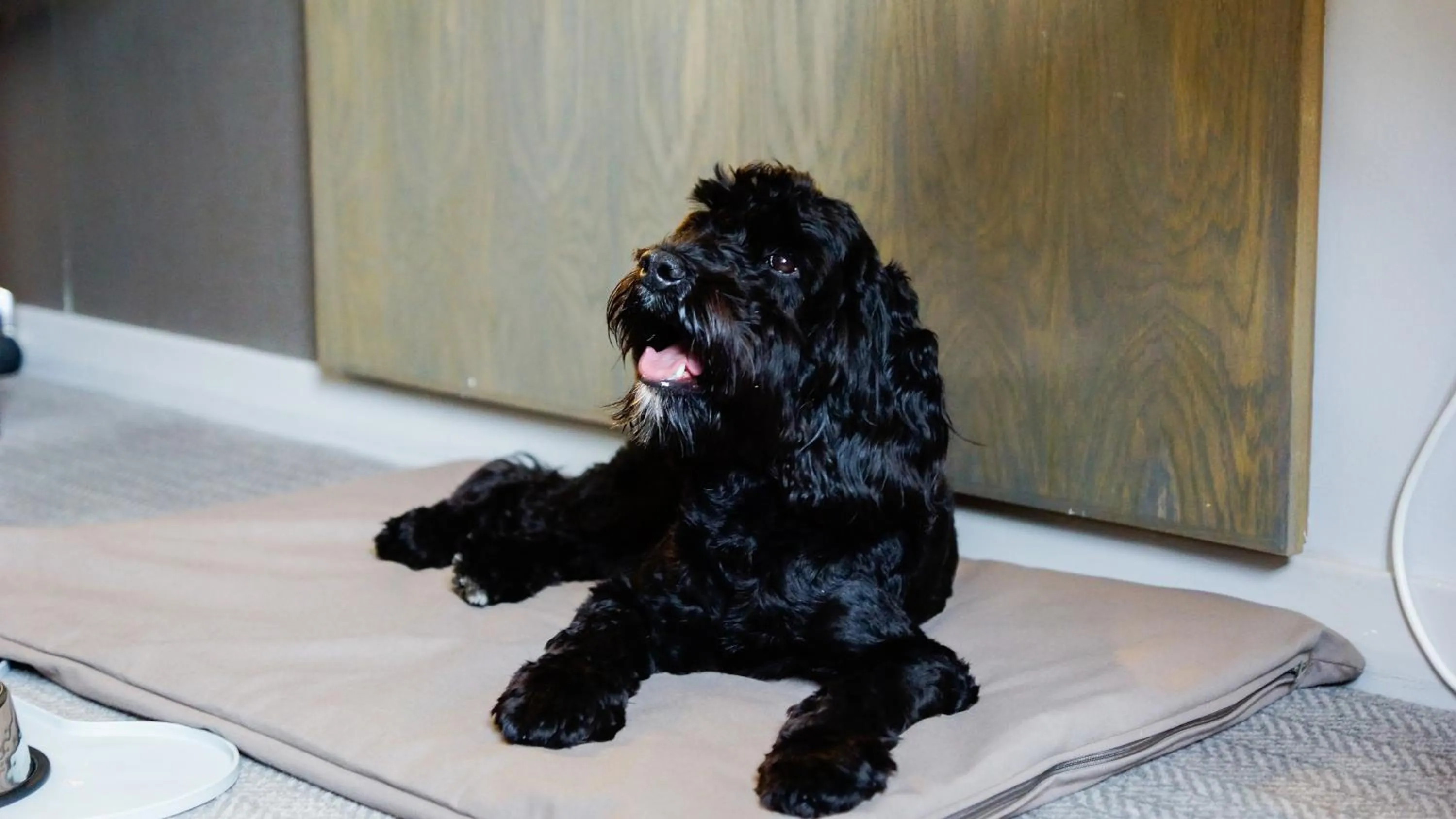 Pets in The Loans Inn