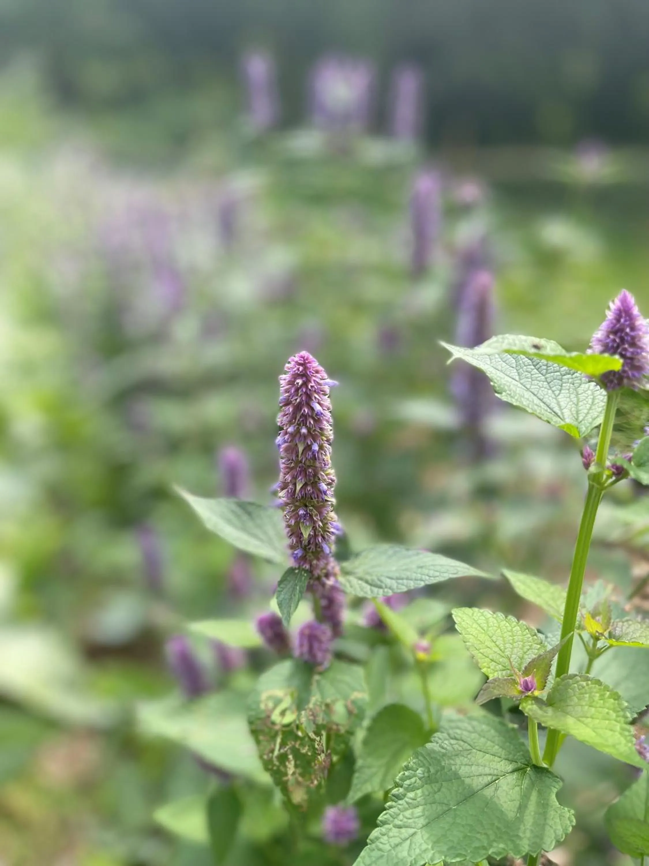 Garden in Riverside Inn, Aymestrey
