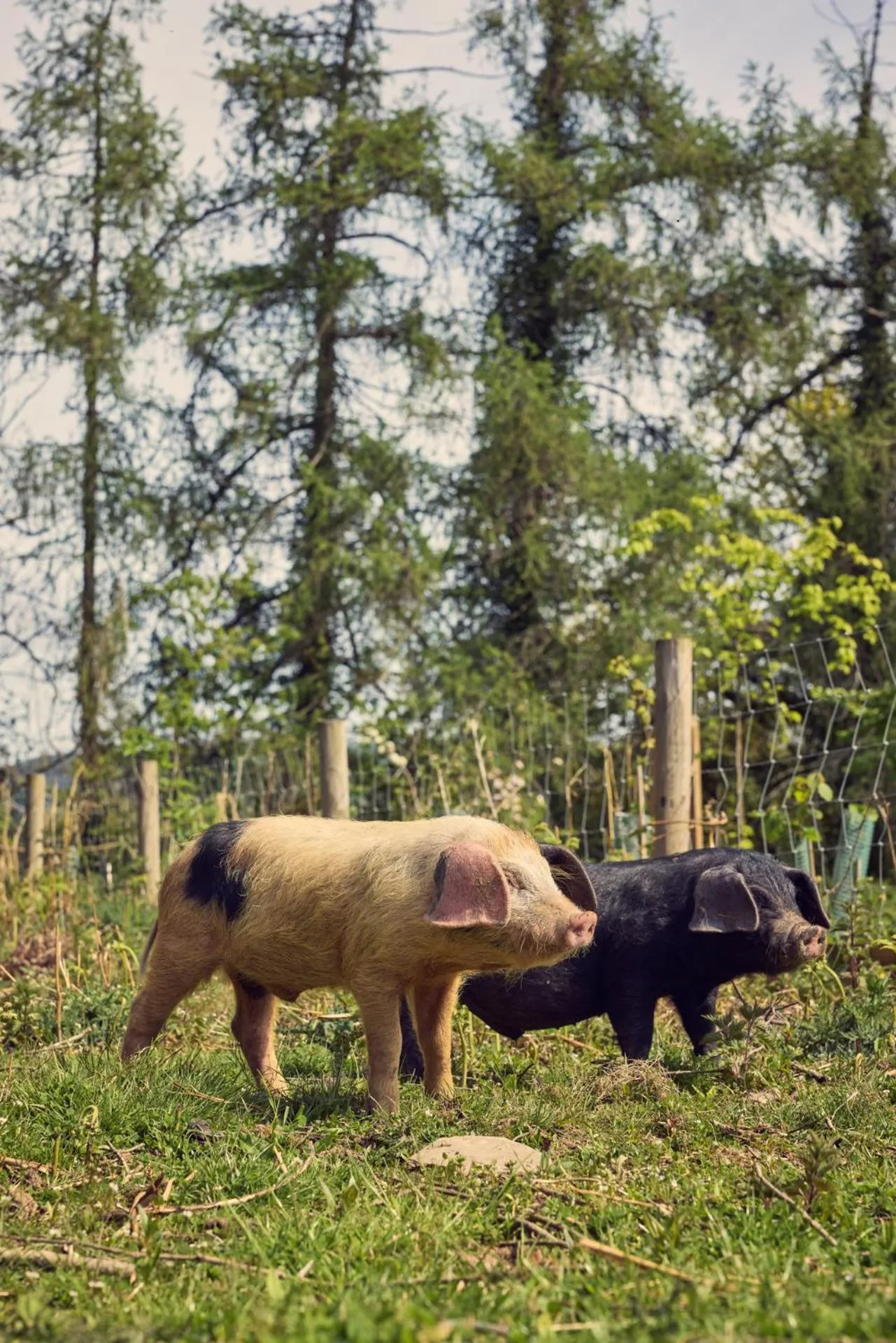 Spa and wellness centre/facilities in Riverside Inn, Aymestrey