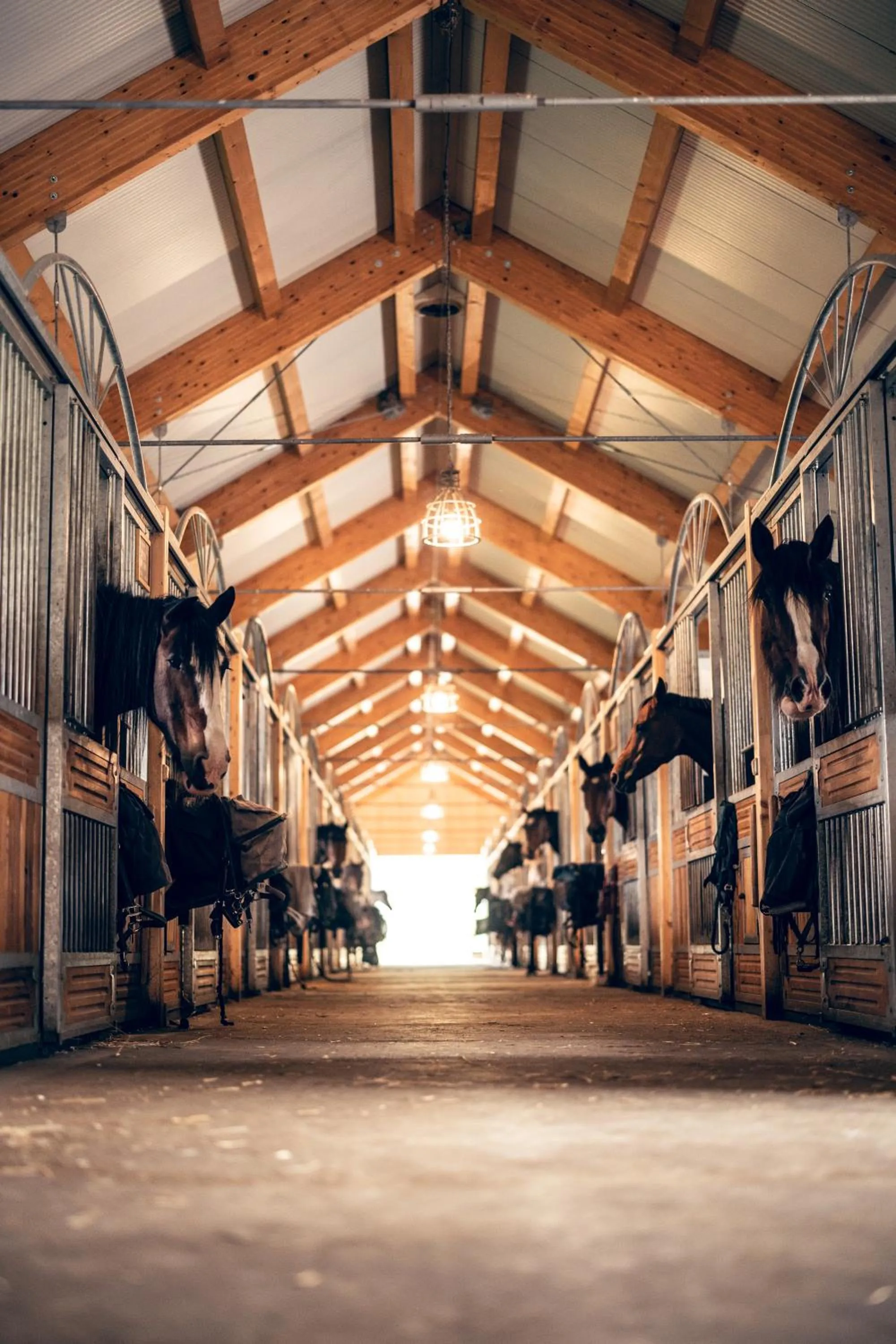 Horse-riding in Penzion Pivnice - Jítravský Dvorec