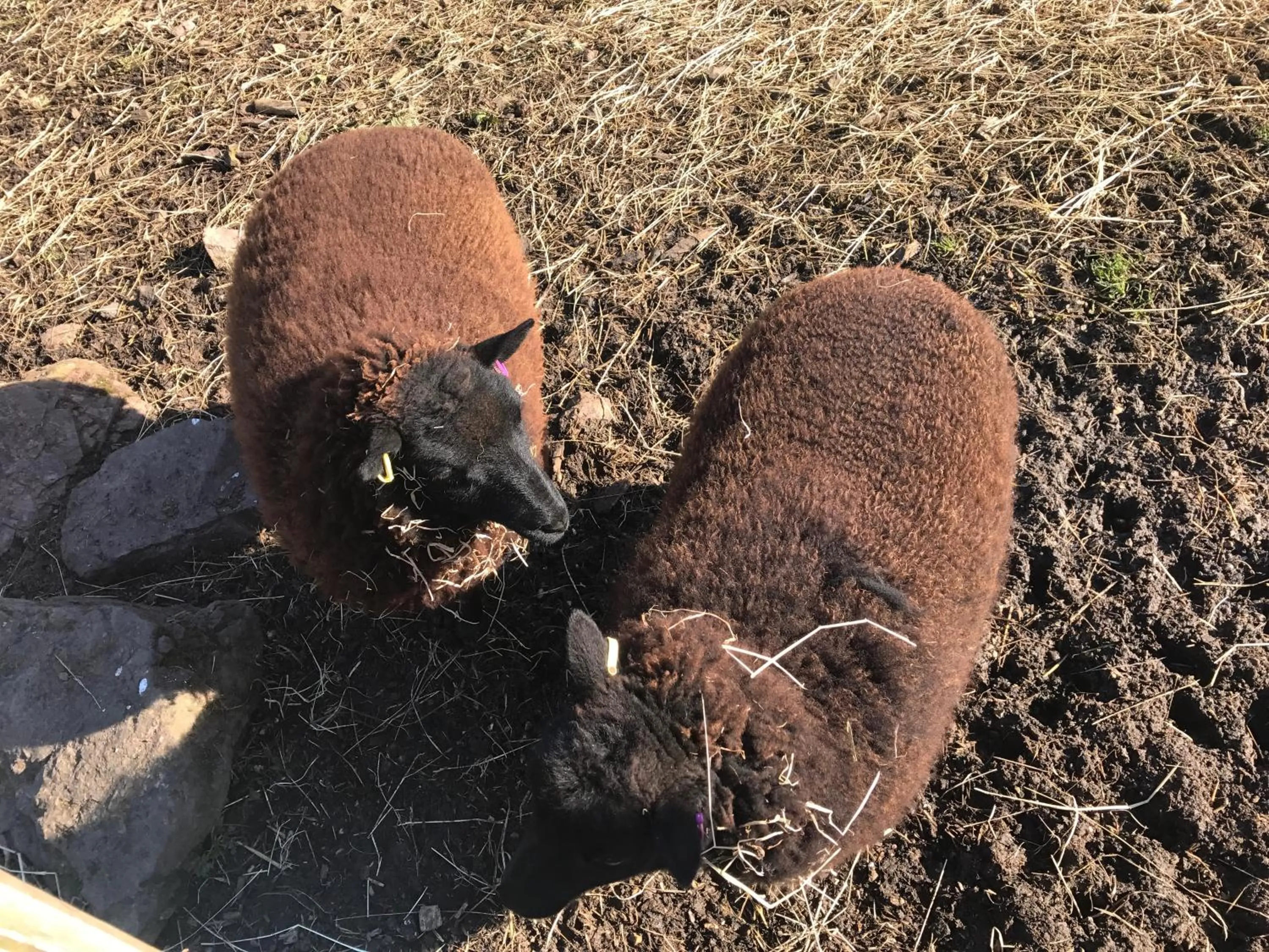 Animals in Windsor Studio East