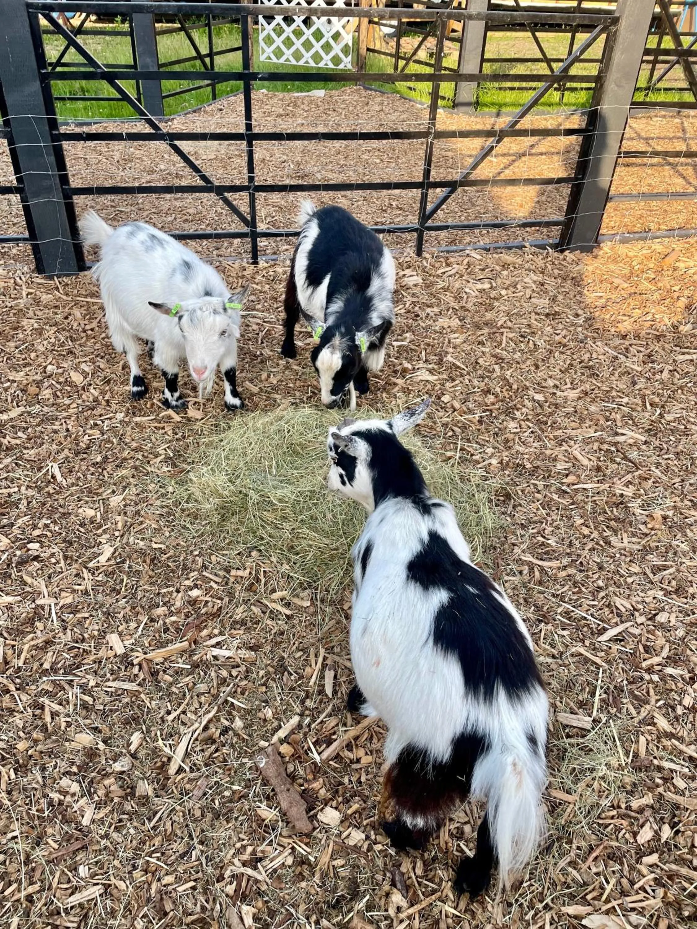 Willow Court Farm Studio East & Petting Farm, 8 mins to Legoland & Windsor, 15 mins to Lapland UK