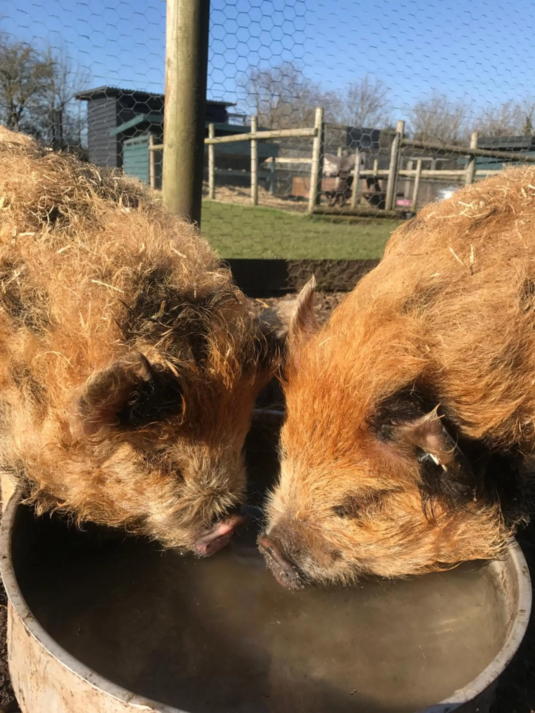 Animals in Windsor Studio East