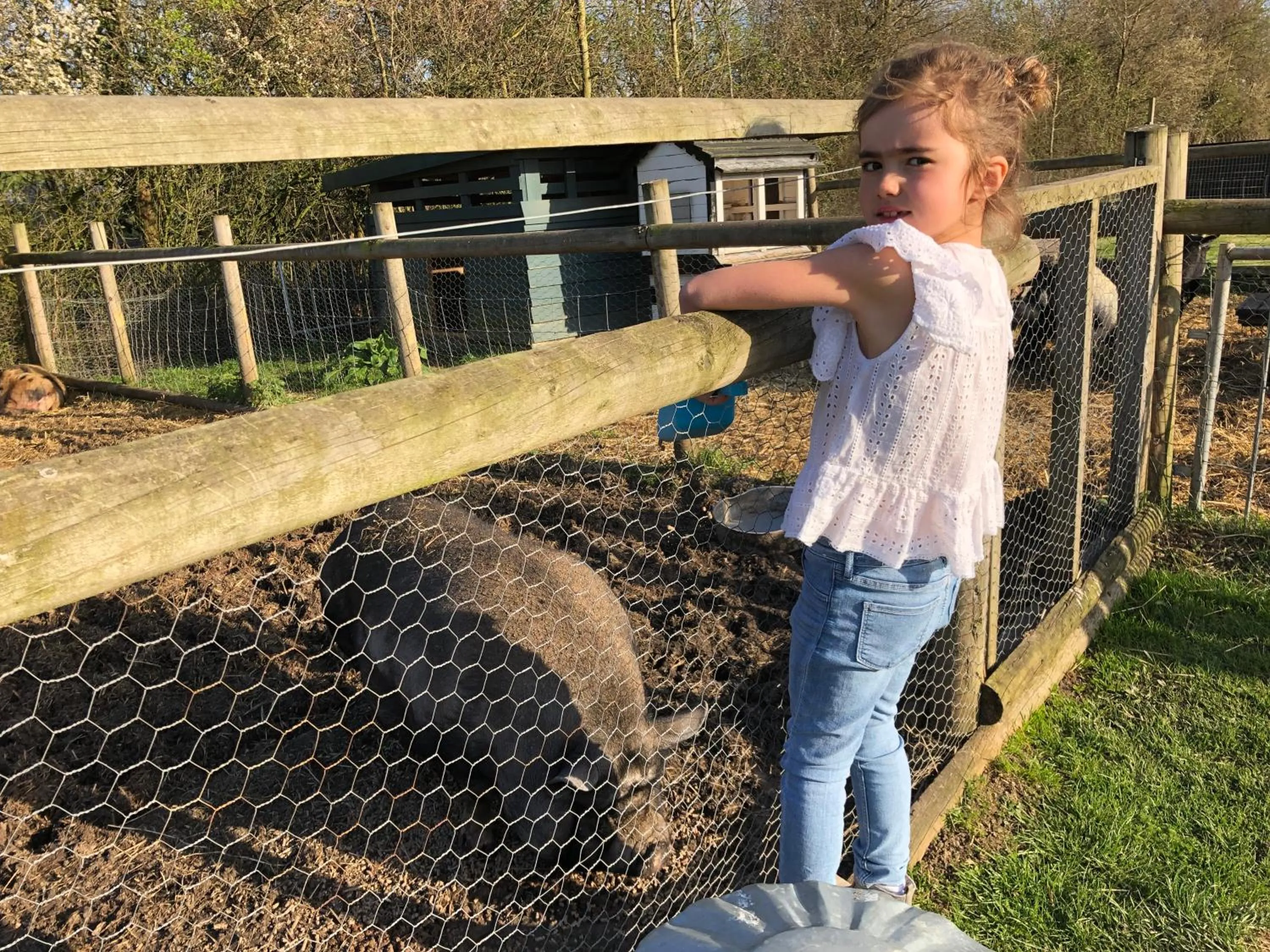 Animals in Windsor Studio East