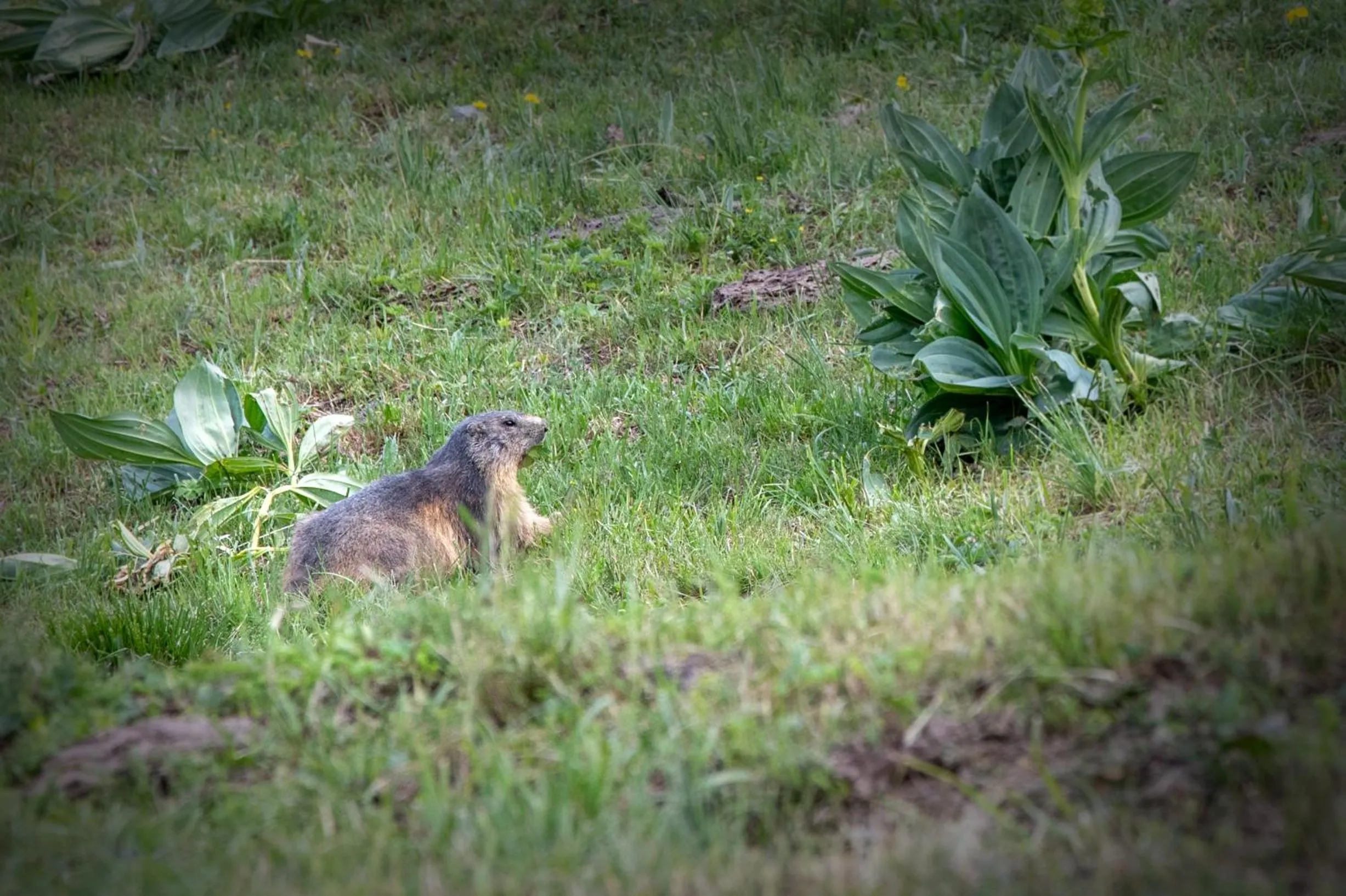 Natural landscape in SOWELL Family Valfrejus