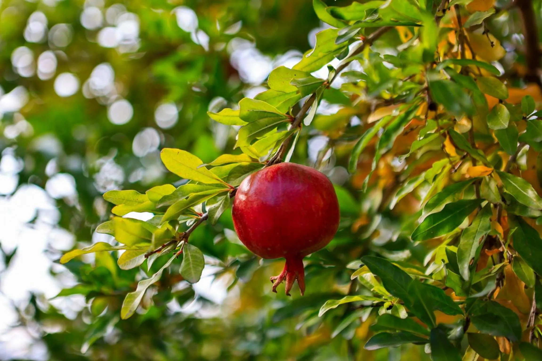 Garden in Areni Wine Art