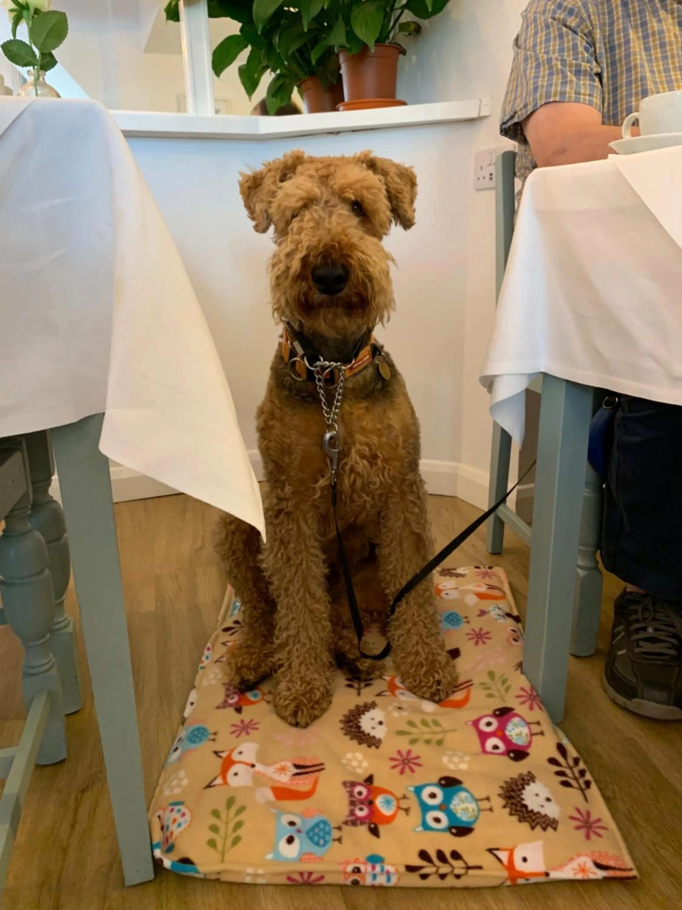 Animals in The Claremont Hotel-Adult Only