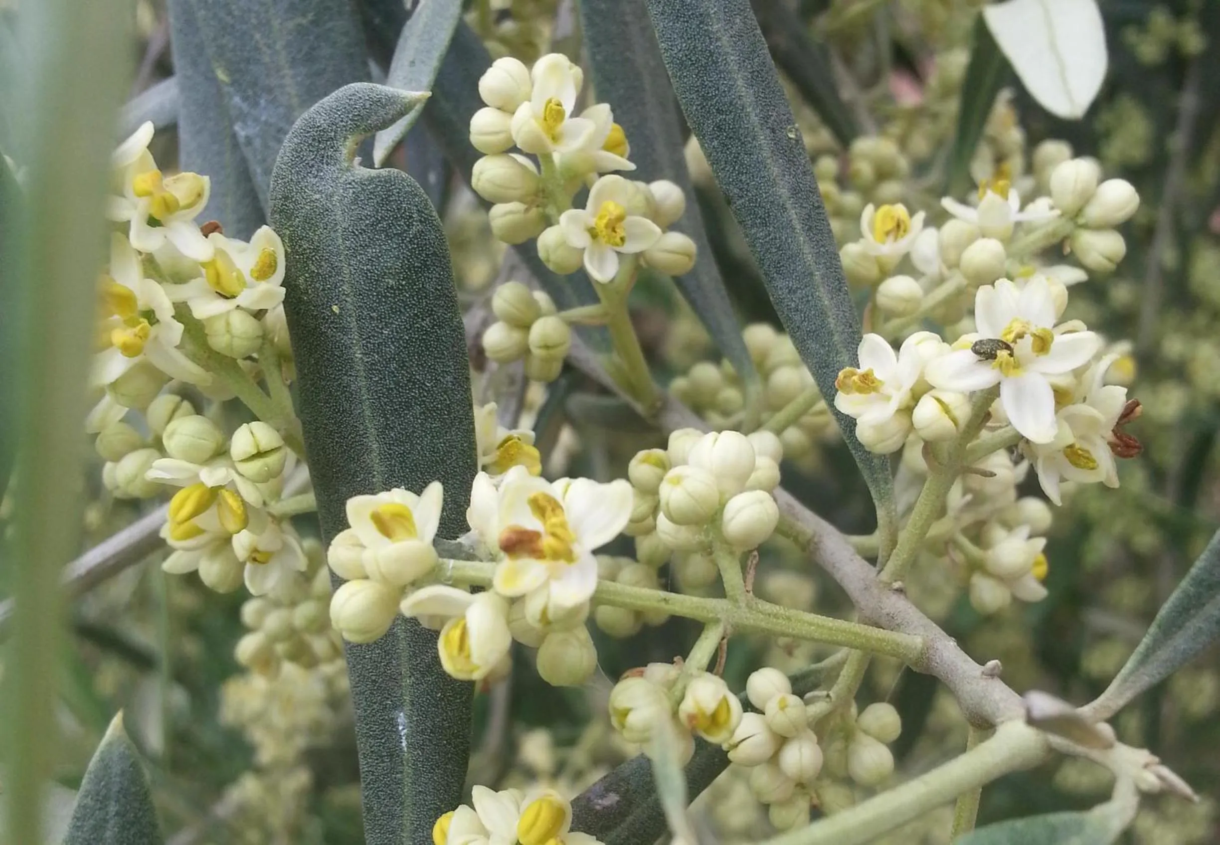 Spring in Alta Perugia B&B