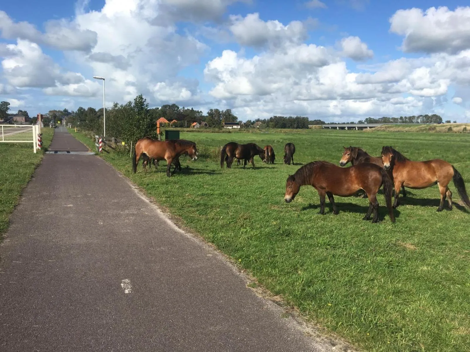Animals in Bed en Breakfast de Houtwiel