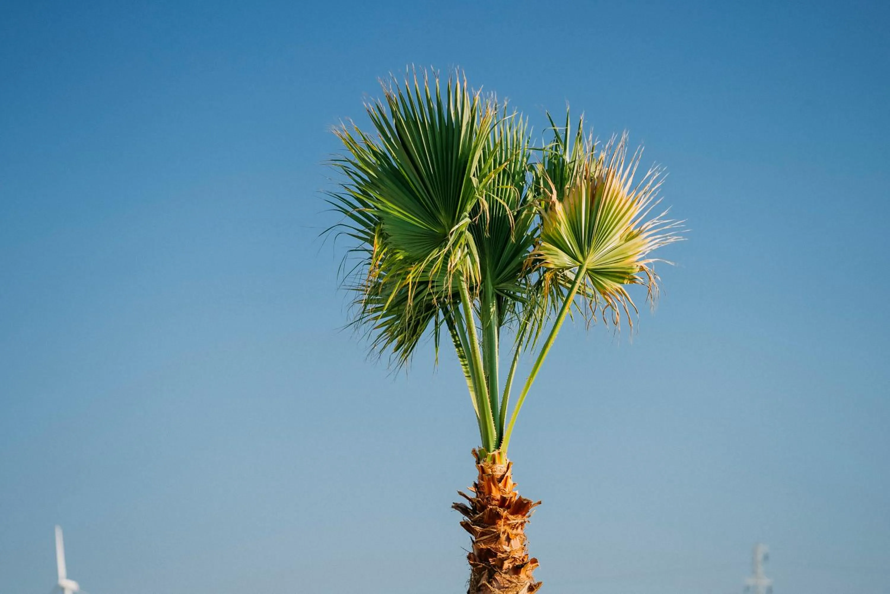 Ali Baba Ciftligi Alacati