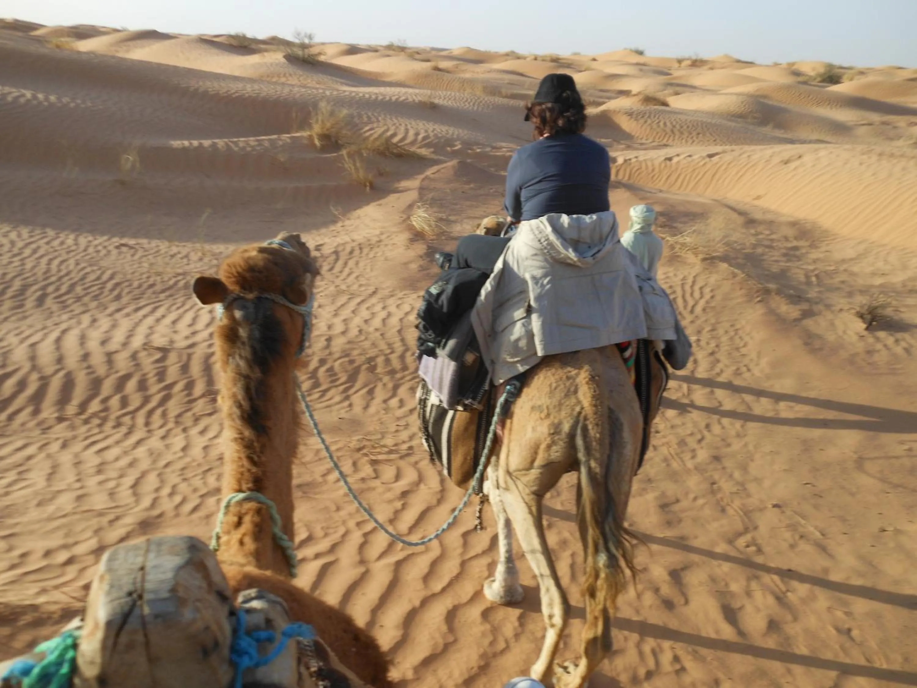 Animals in Menzel Sonia Caja