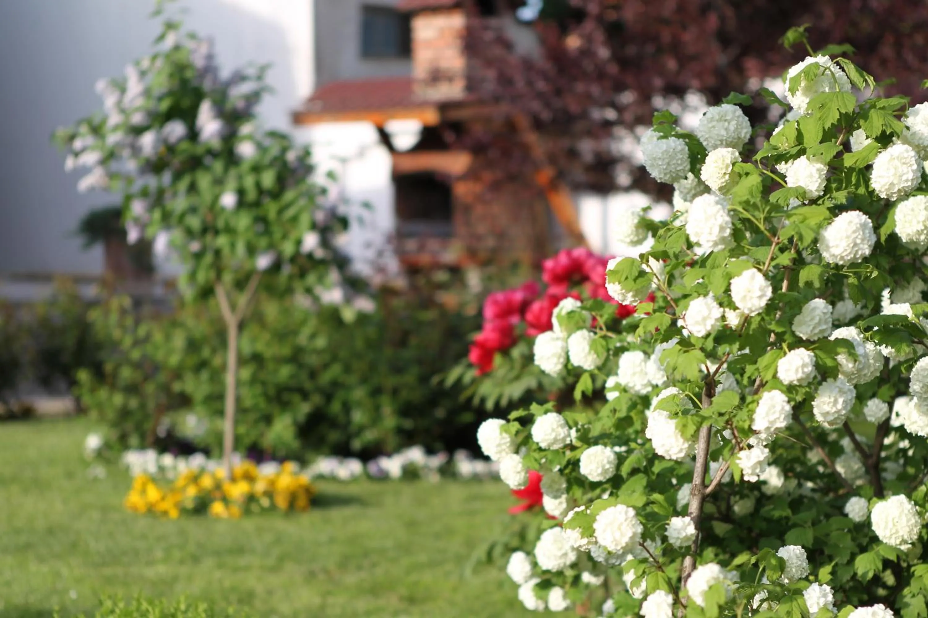 Garden in Hotel Jasmine