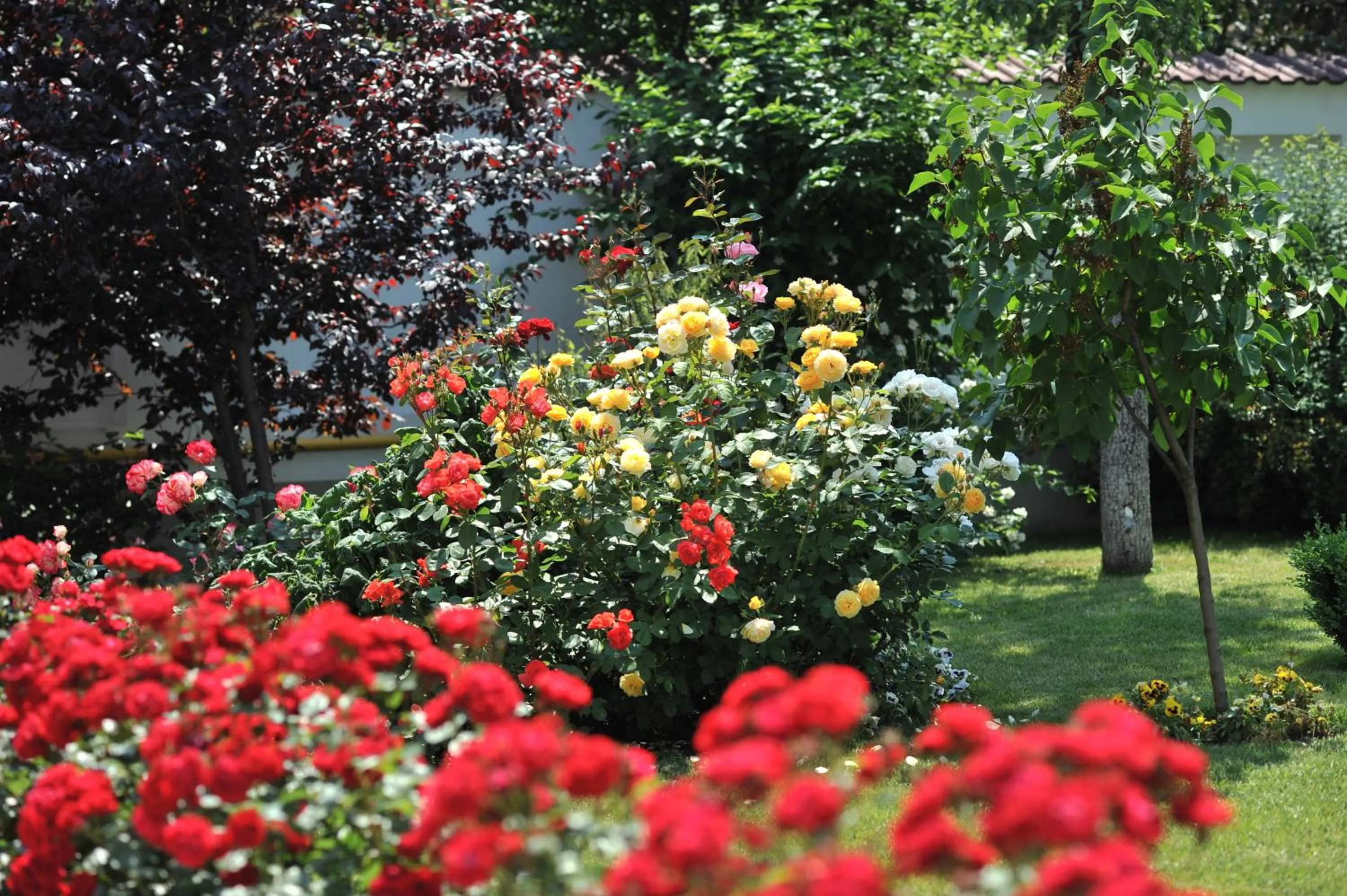 Garden in Hotel Jasmine