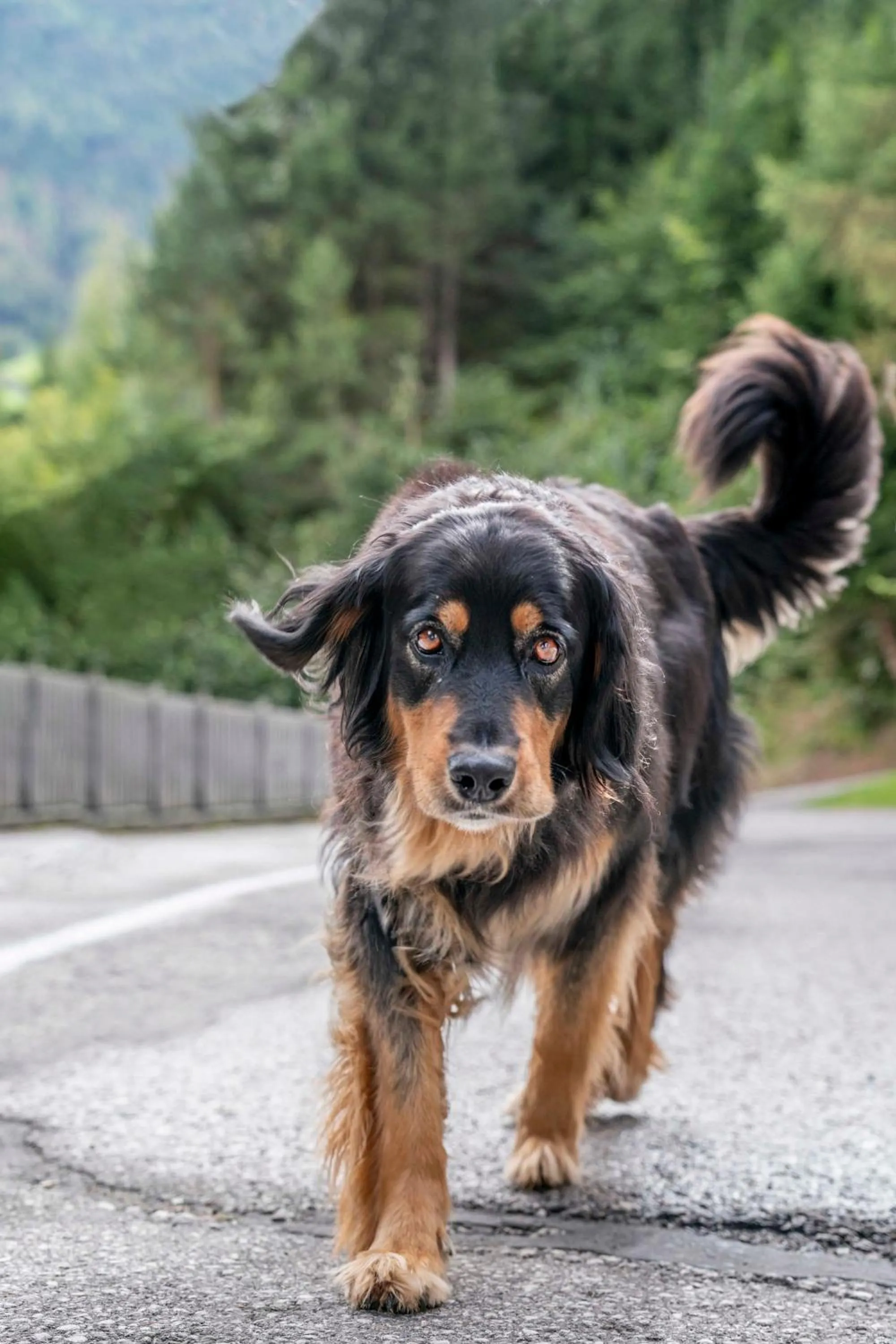 Pets in Ruggenthalerhof