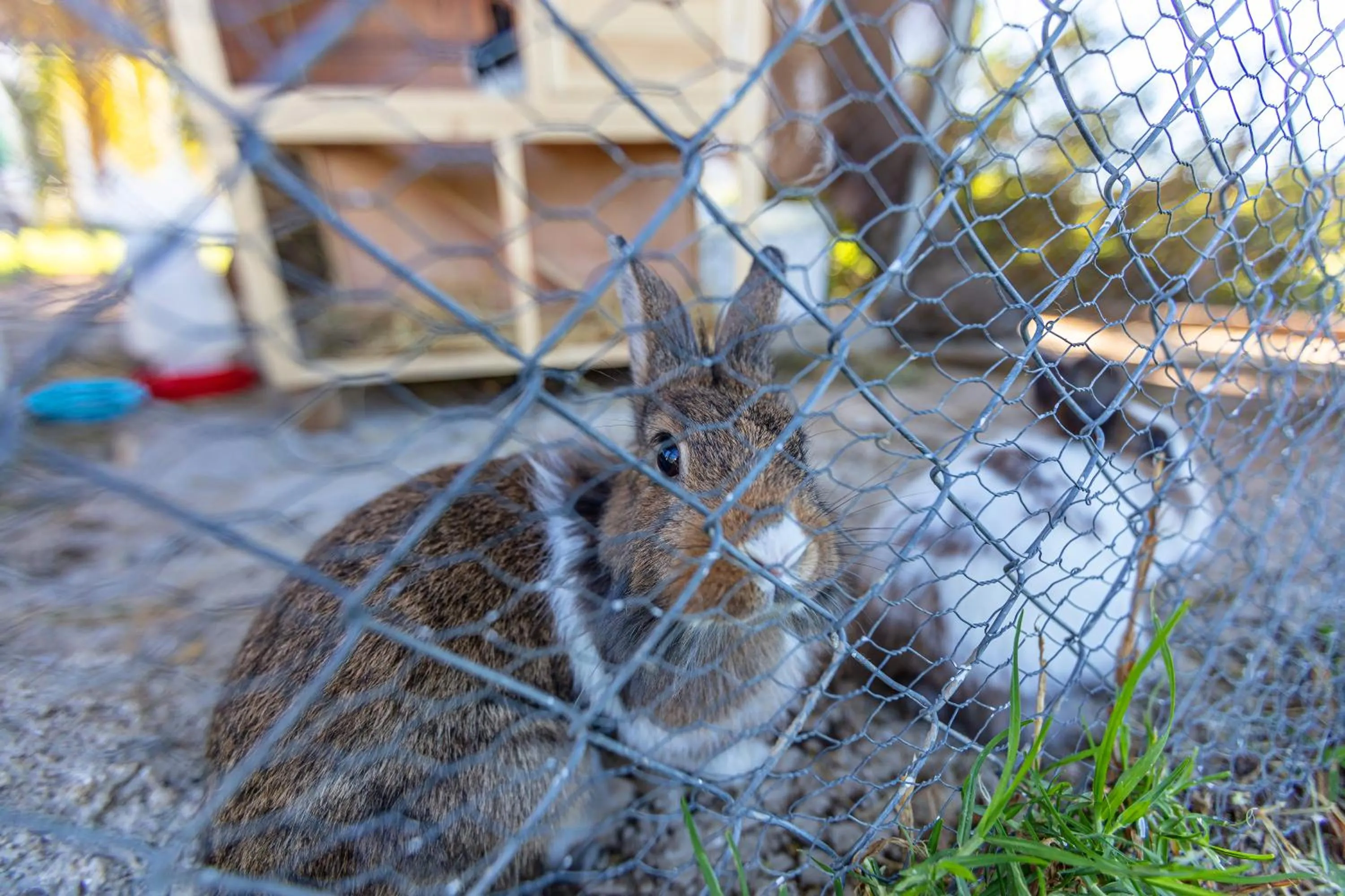 Animals in Hotel-Apart CORTIJO LAS PIÑAS