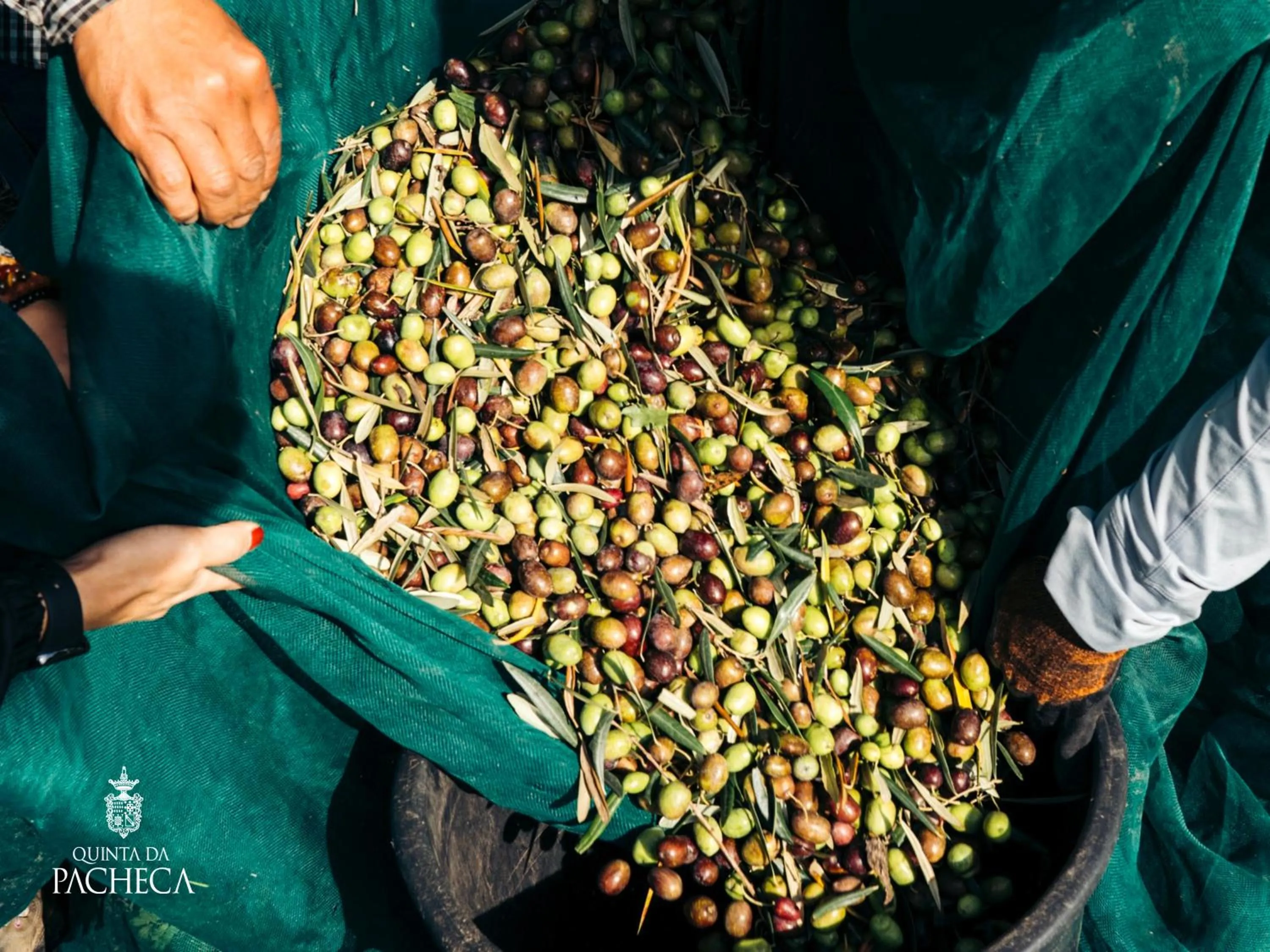 Pacheca The Wine House Hotel e Spa - Quinta da Pacheca