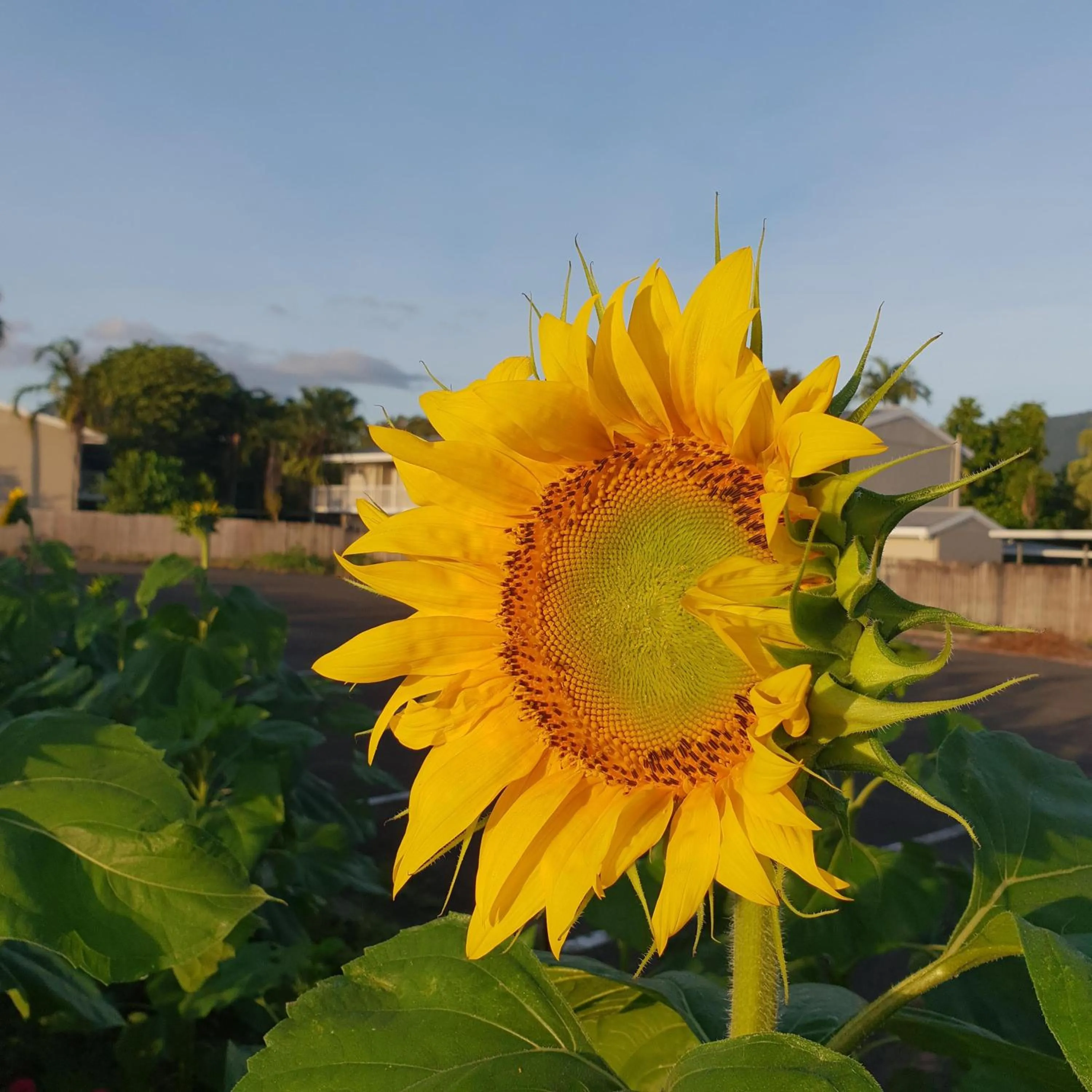 Garden in Palm Royale Cairns