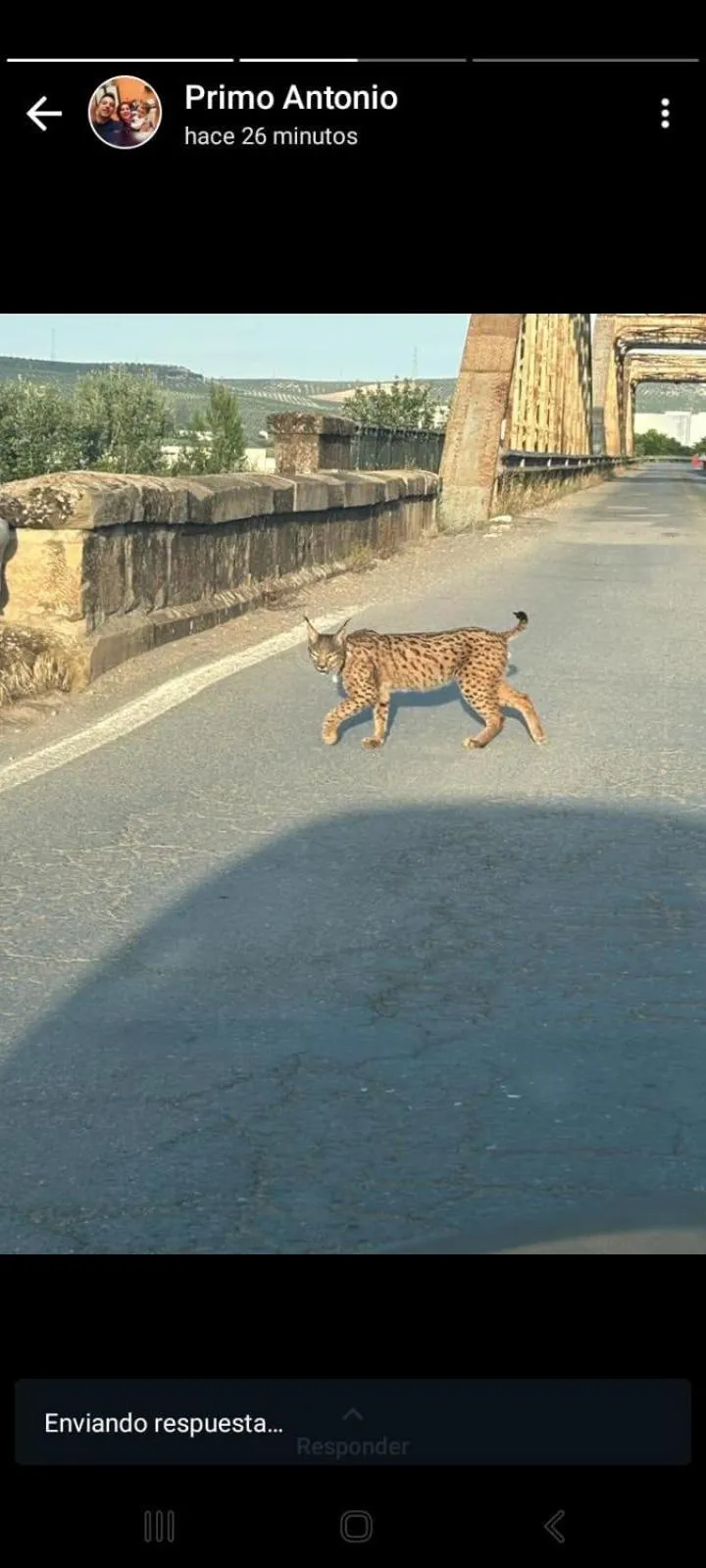 Animals in Molino La Nava