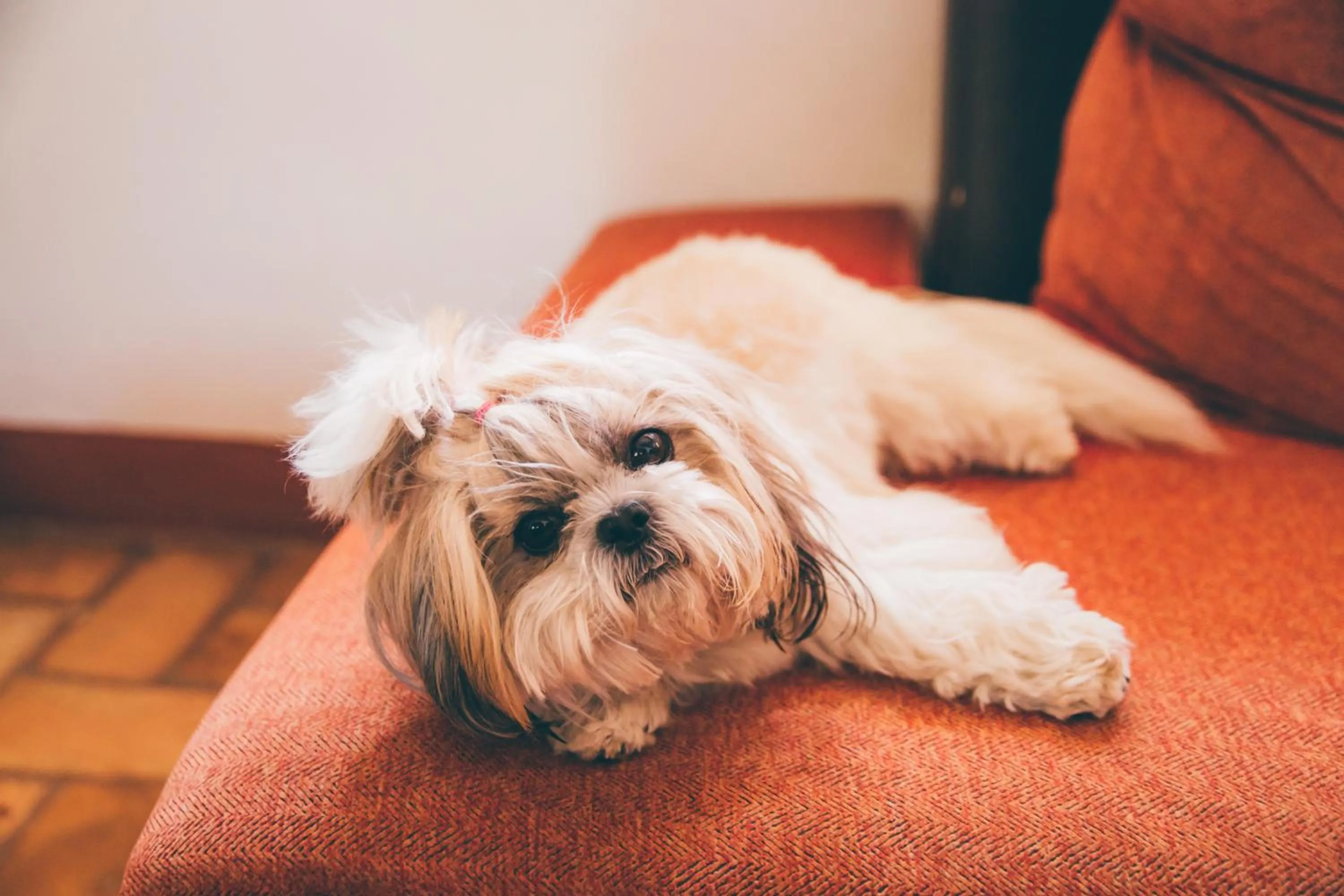 Animals in Molino La Nava