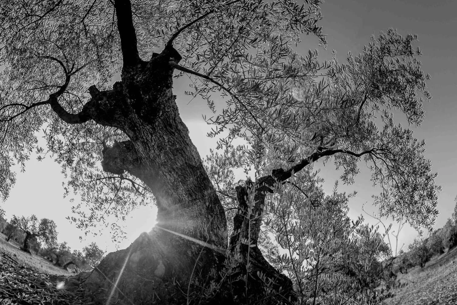 Entertainment in Molino La Nava