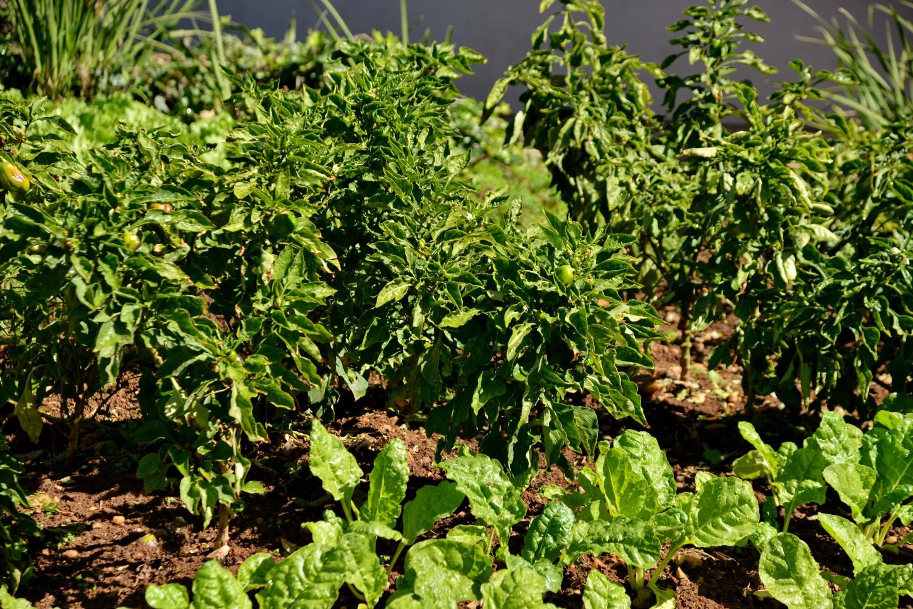 Garden in City Lodge Hotel Johannesburg Airport, Barbara Road