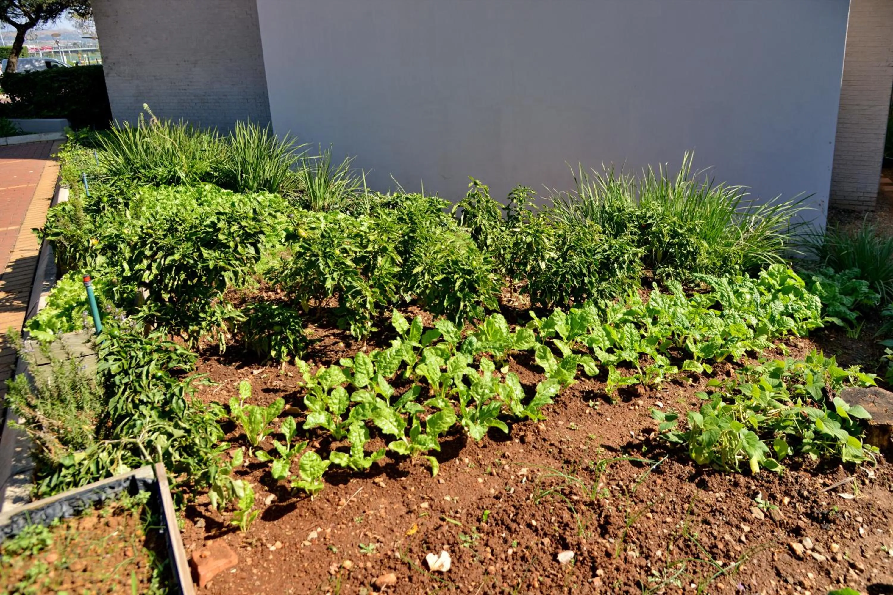 Garden in City Lodge Hotel Johannesburg Airport, Barbara Road