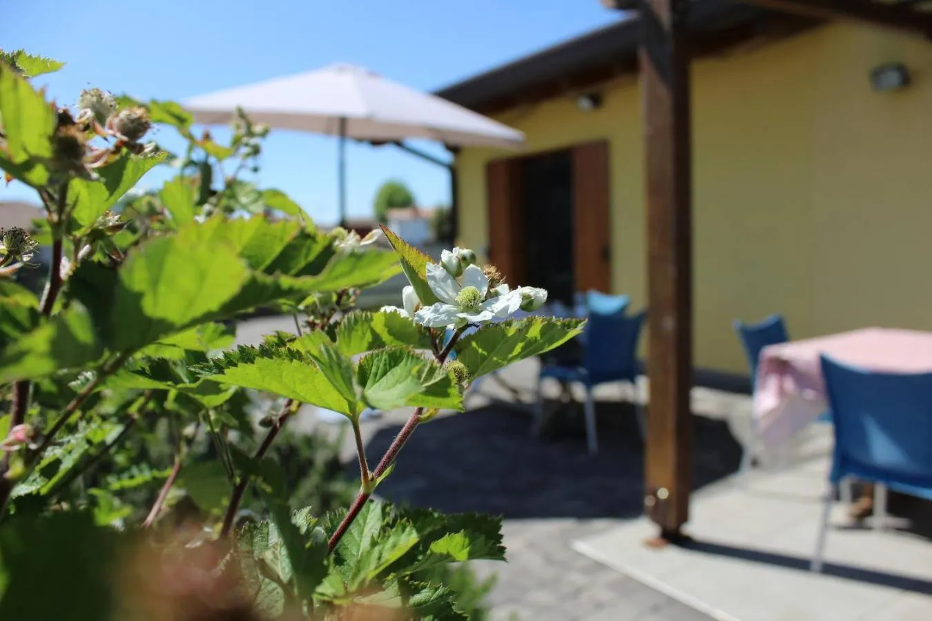Garden in Villa Madi