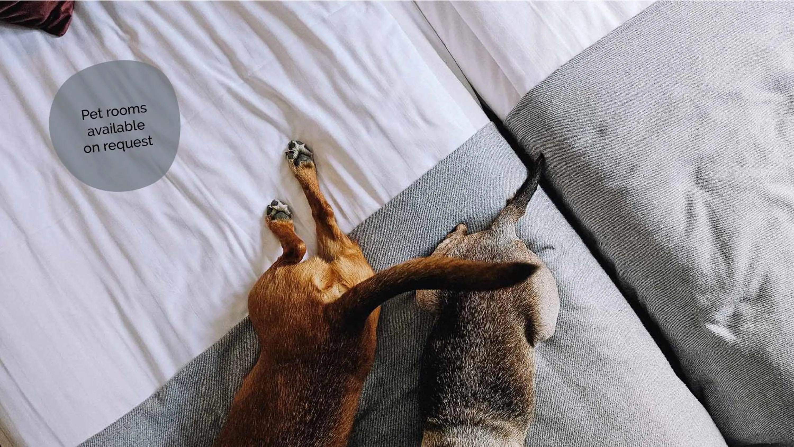 pet friendly, Bed in Hotel Hullu Poro