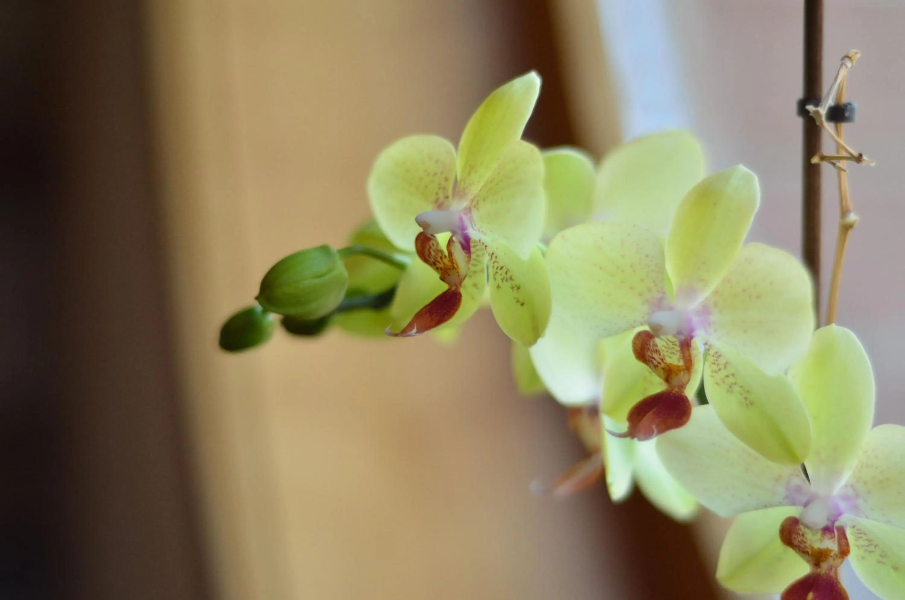 Other in Hotel - Restaurant Gonduzo