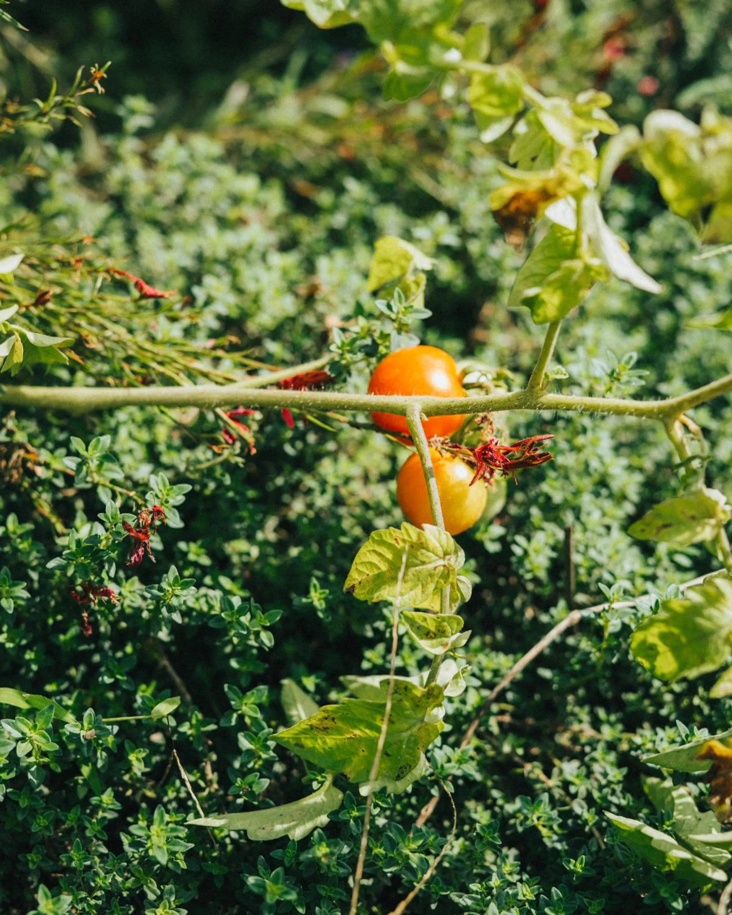Garden in Dominoes Corfu