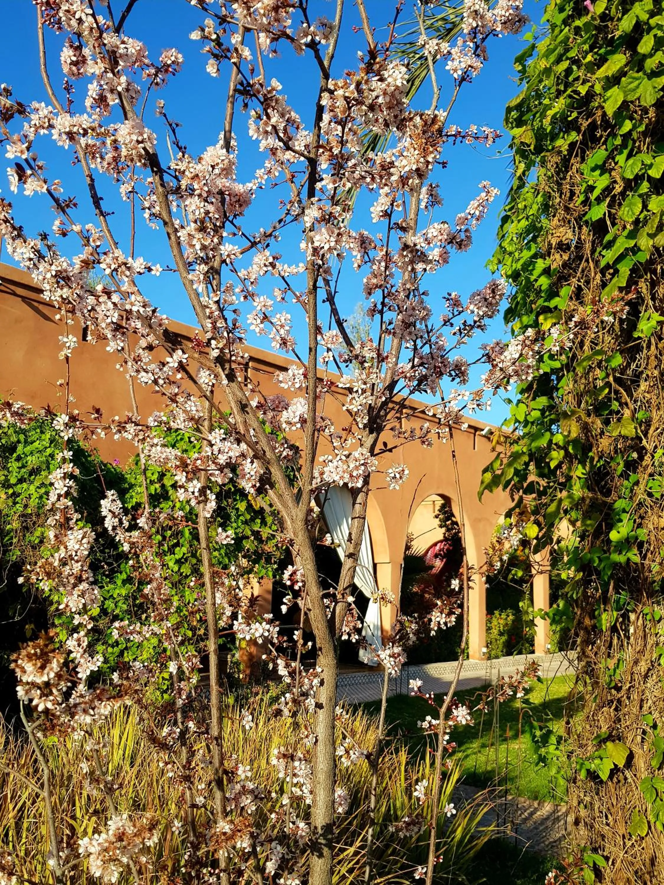 Spring in Ksar Salha