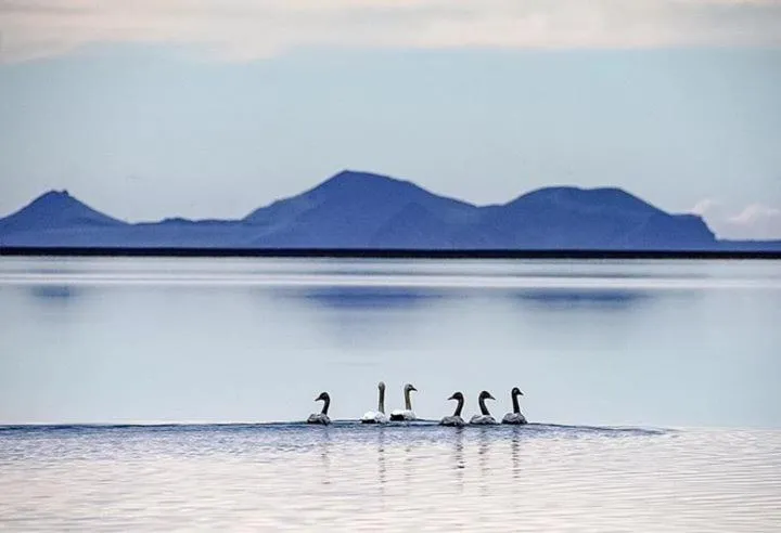 Animals in The Garage